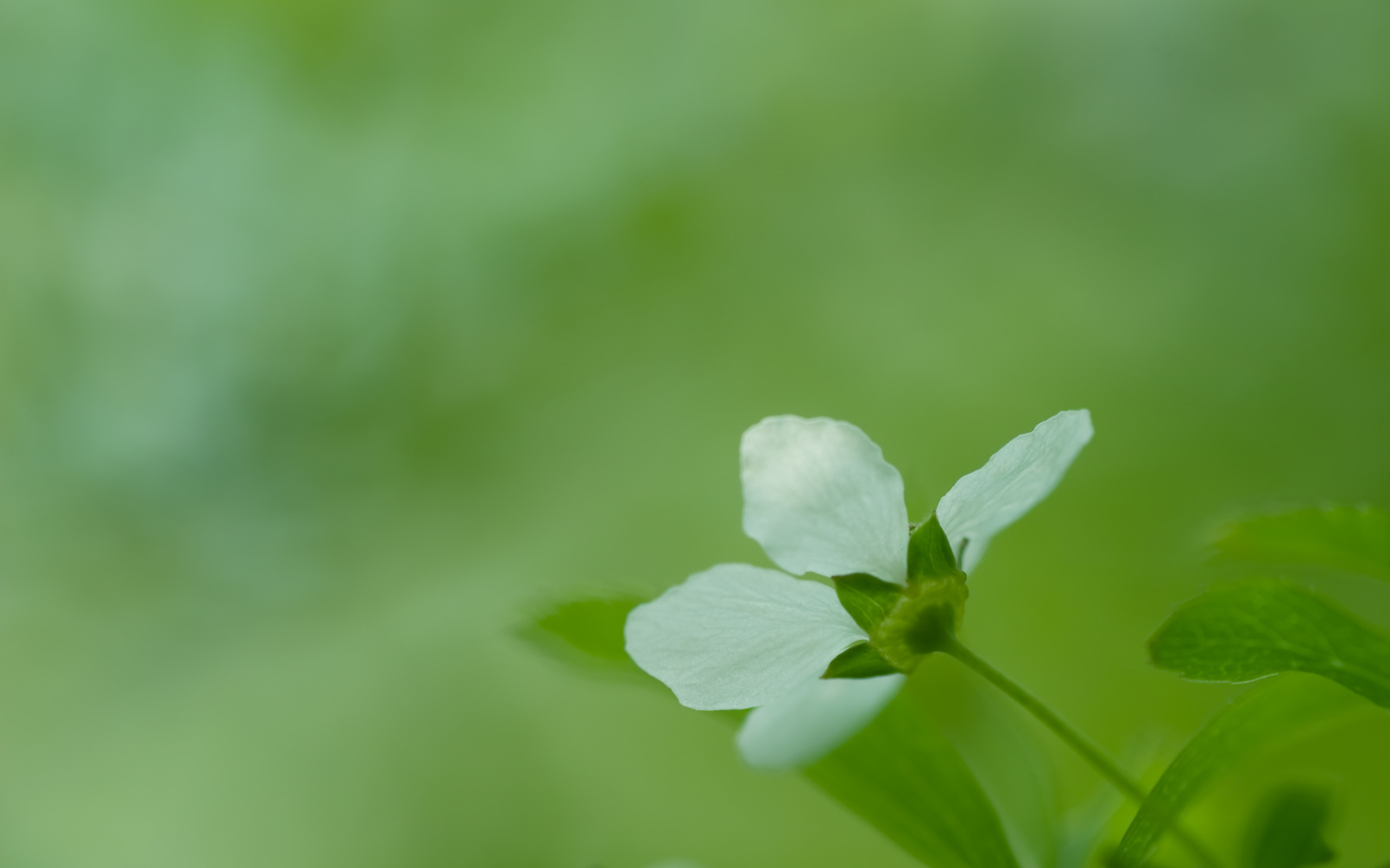 Handy-Wallpaper Blumen, Blume, Erde/natur kostenlos herunterladen.