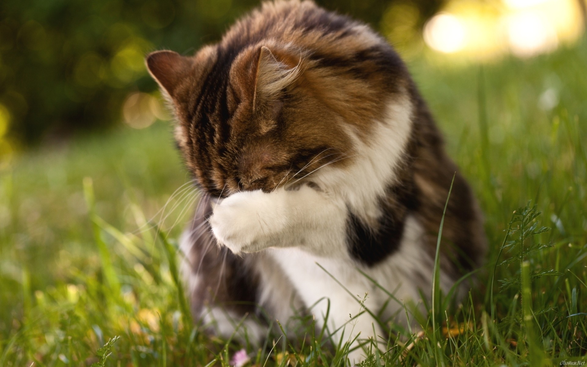 Baixe gratuitamente a imagem Animais, Gatos, Gato na área de trabalho do seu PC