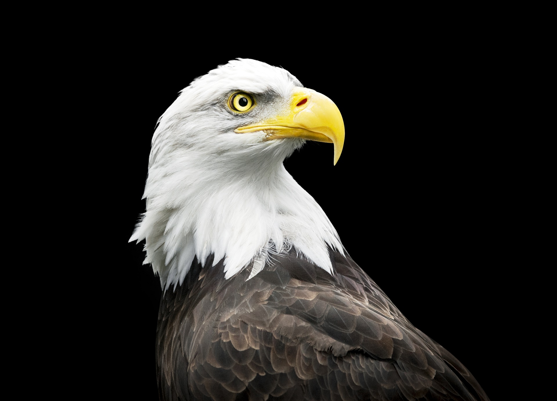 無料モバイル壁紙動物, 鳥, 白頭ワシをダウンロードします。