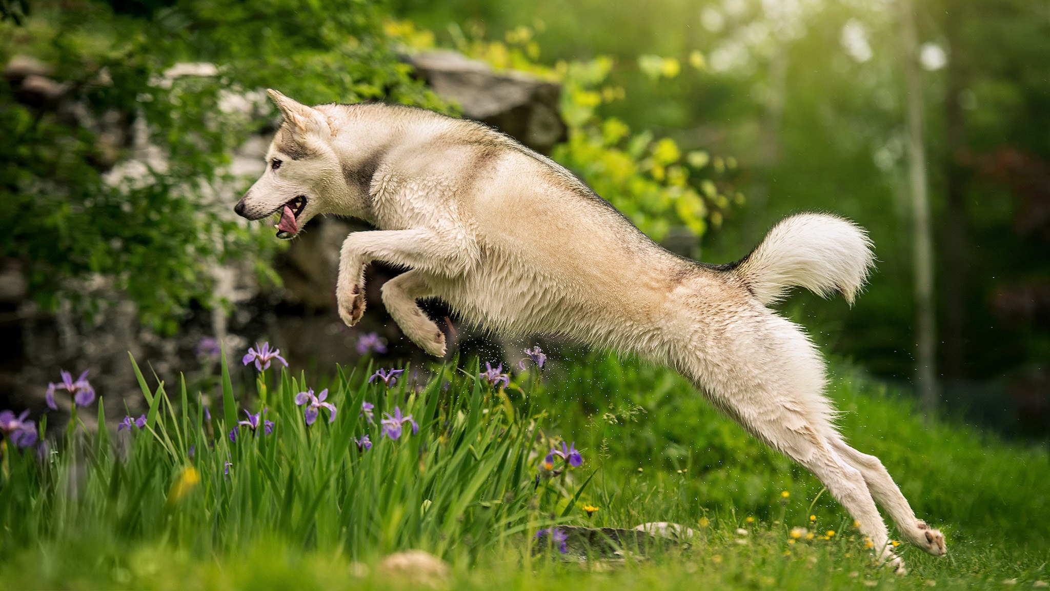 Download mobile wallpaper Dogs, Dog, Animal, Wolfdog for free.