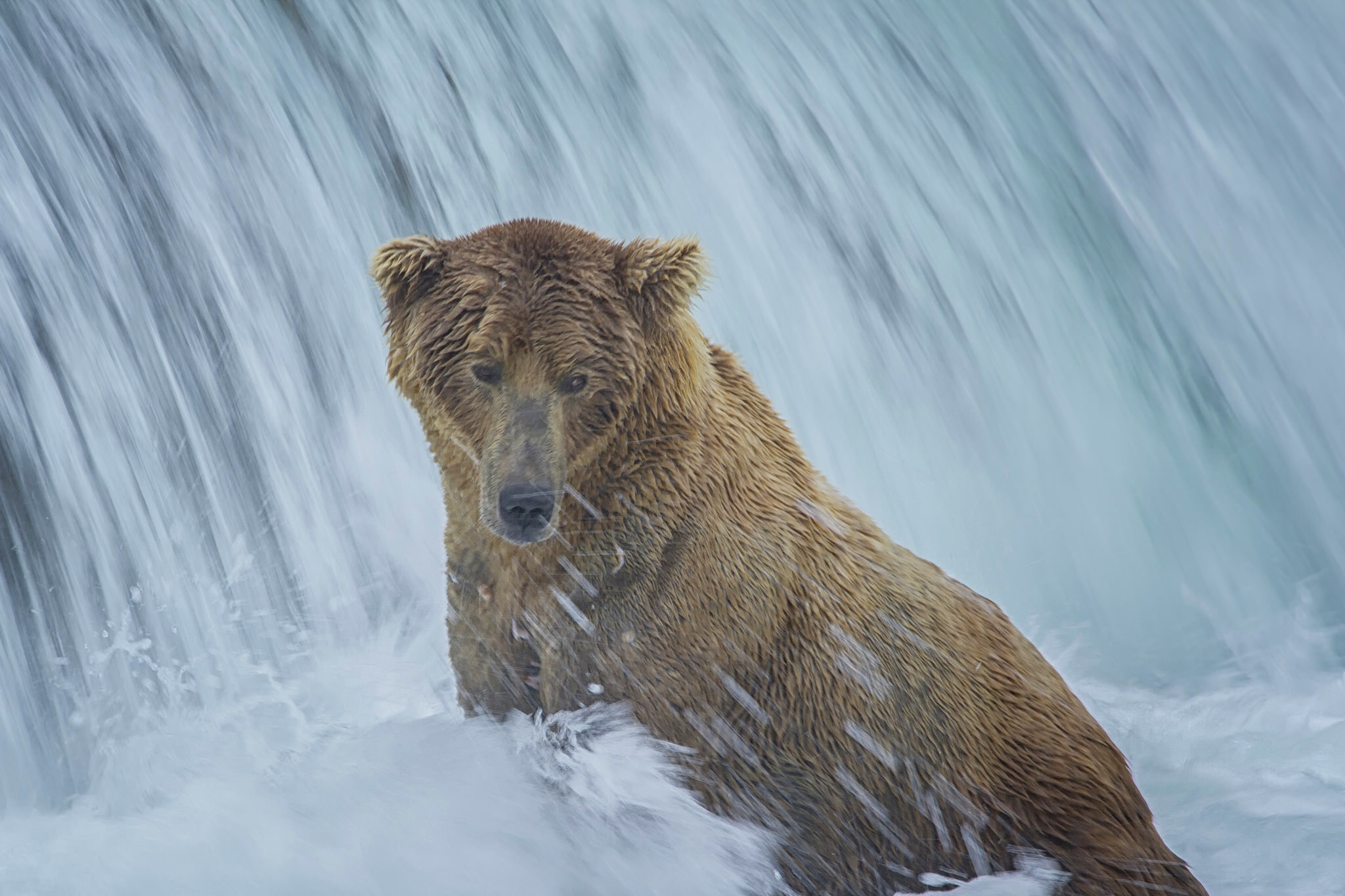 Free download wallpaper Bears, Waterfall, Bear, Animal on your PC desktop