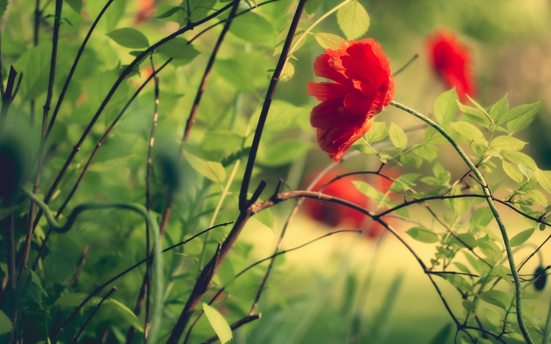 Descarga gratis la imagen Flor, Tierra/naturaleza en el escritorio de tu PC