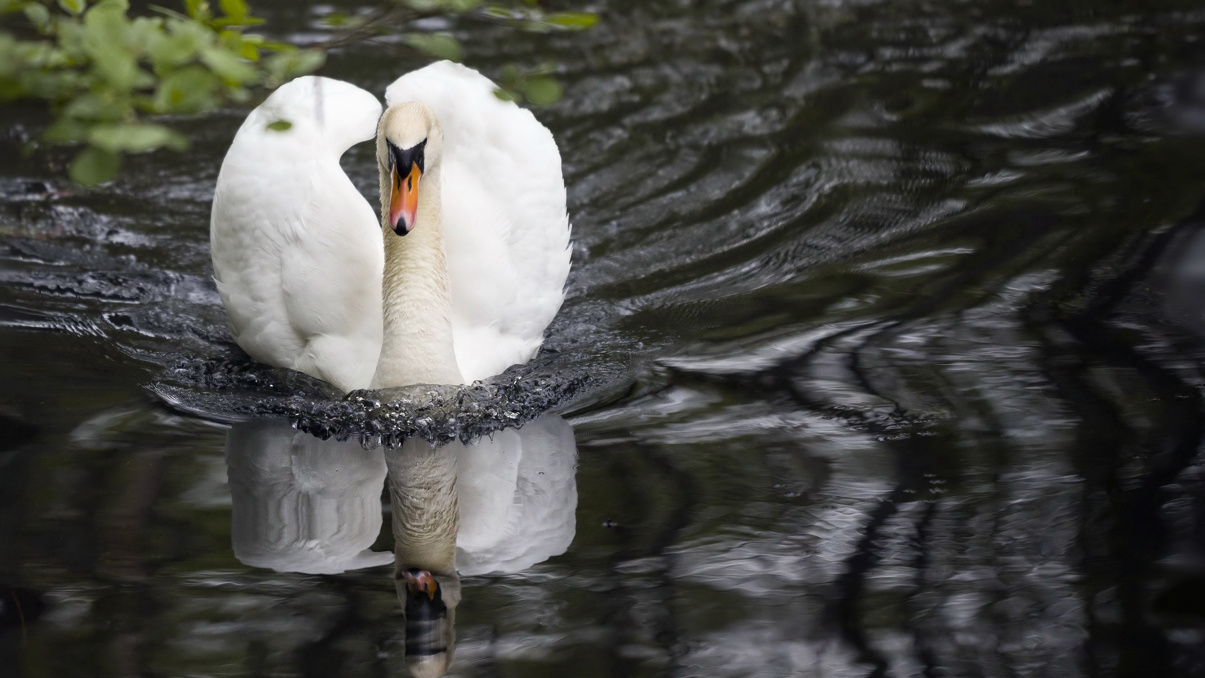Download mobile wallpaper Birds, Bird, Animal, Mute Swan for free.