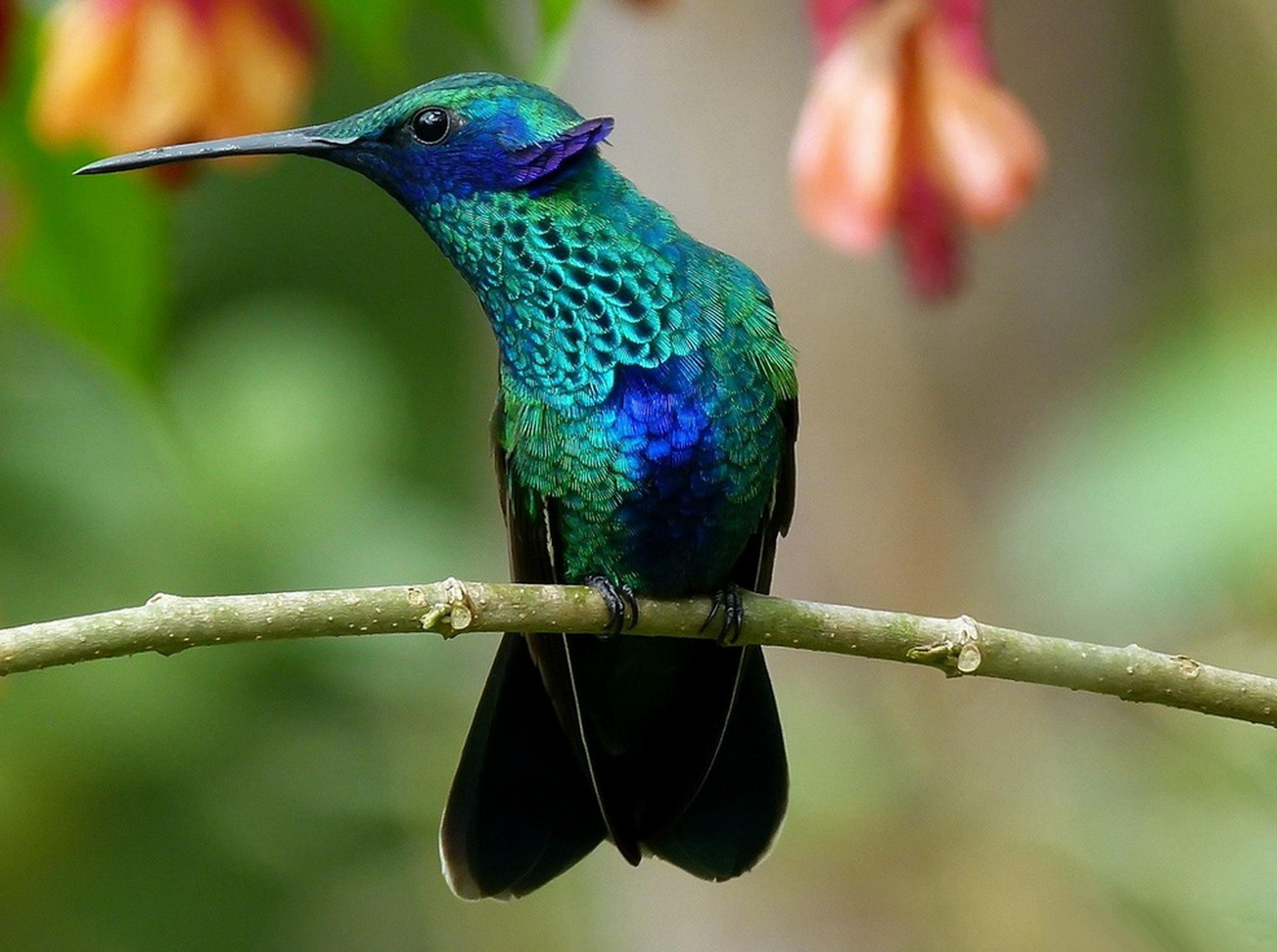 PCデスクトップに動物, 鳥, 青い, ハチドリ画像を無料でダウンロード