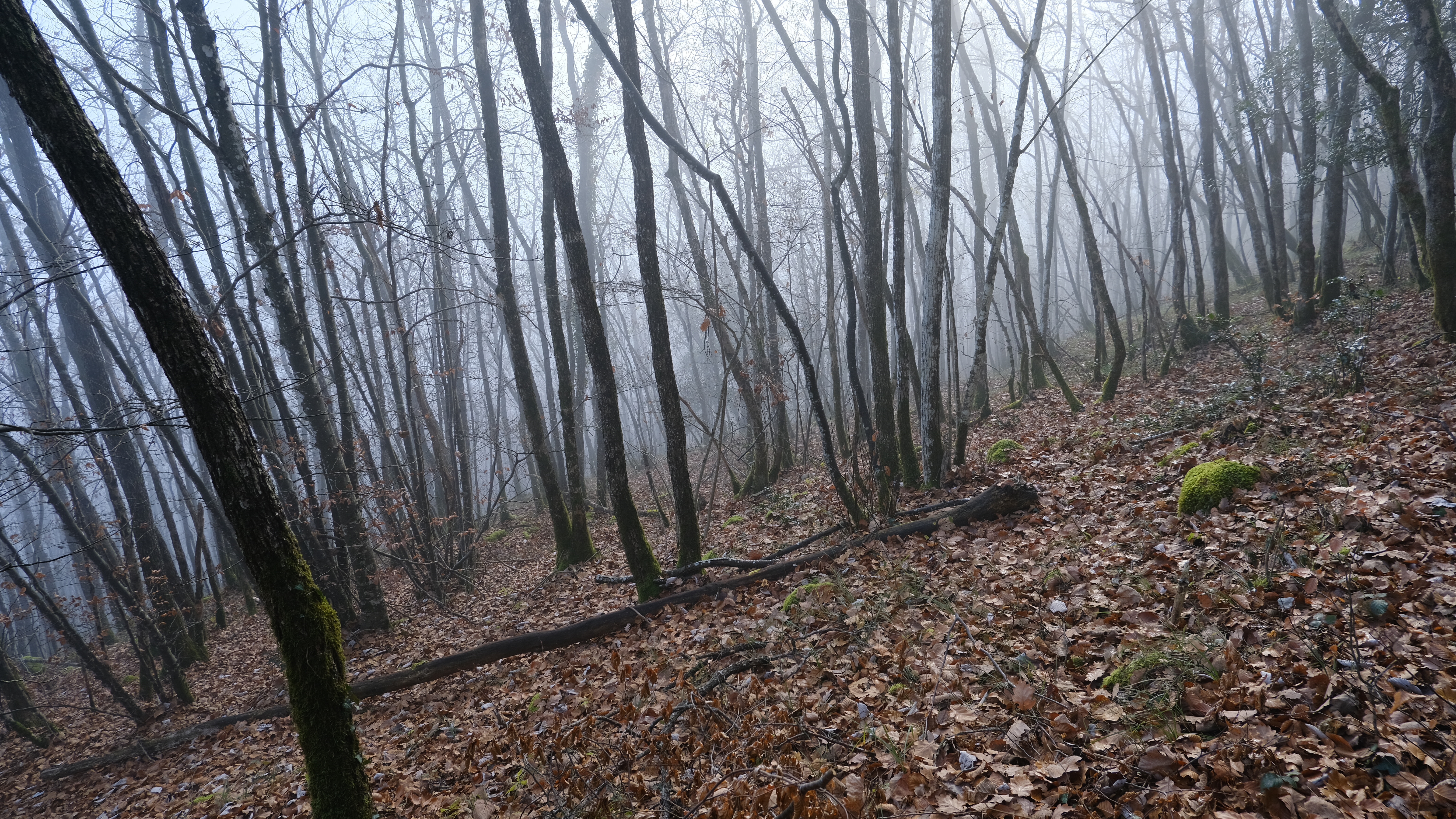 fog, trees, nature, leaves, forest