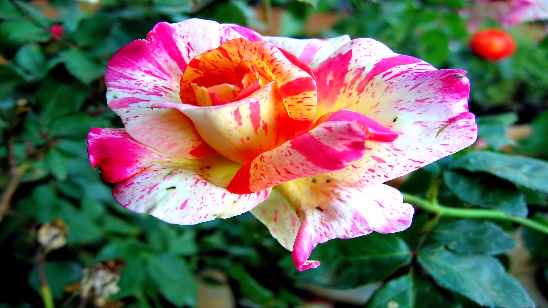 Téléchargez gratuitement l'image Fleurs, Fleur, Rose, Terre/nature sur le bureau de votre PC