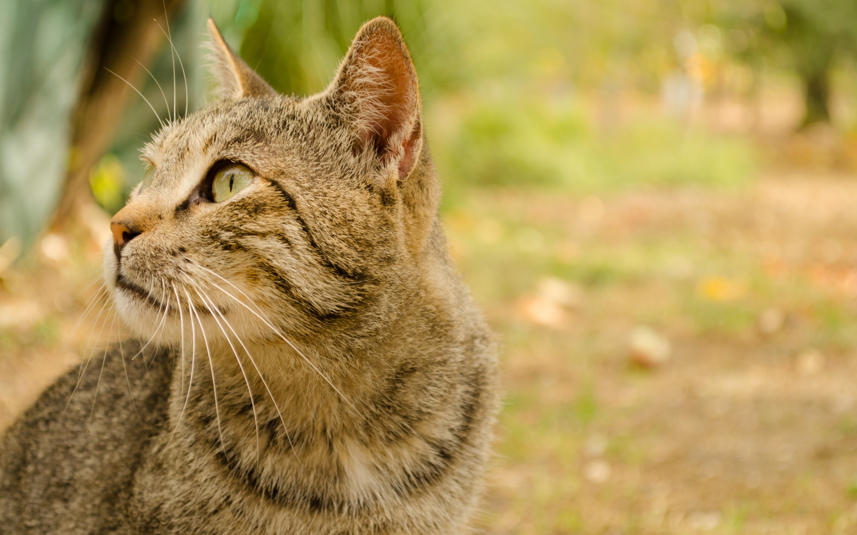 Handy-Wallpaper Tiere, Katzen, Katze kostenlos herunterladen.