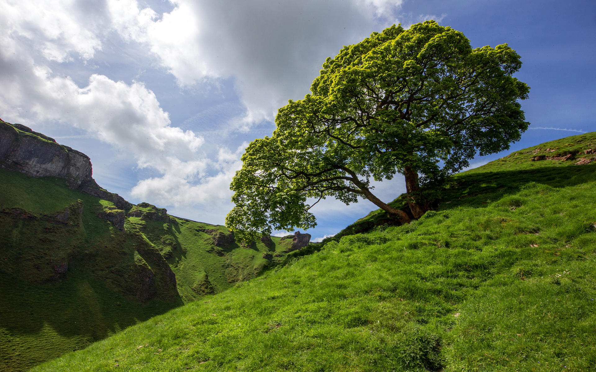 Laden Sie das Bäume, Baum, Erde/natur-Bild kostenlos auf Ihren PC-Desktop herunter