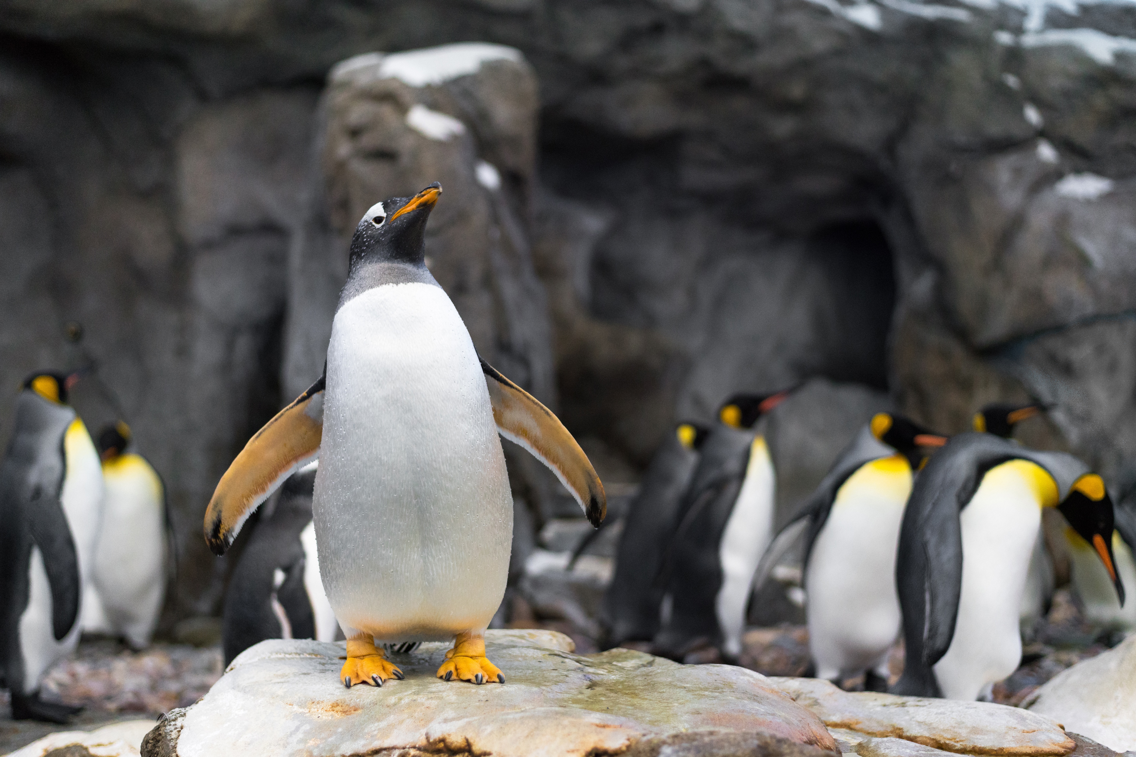 Descarga gratuita de fondo de pantalla para móvil de Animales, Pingüino, Aves.