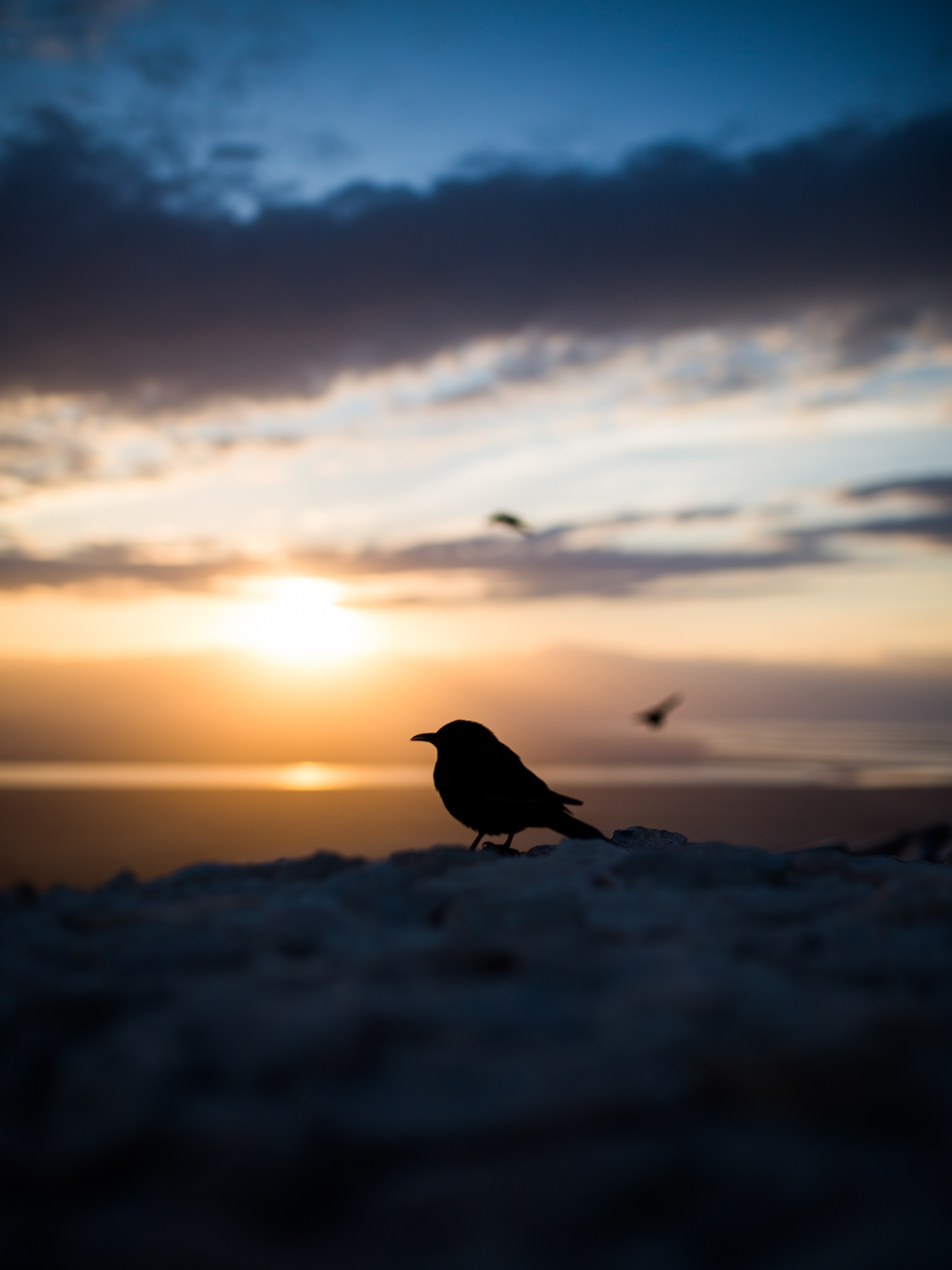Download mobile wallpaper Outlines, Smooth, Bird, Silhouette, Blur, Dark for free.