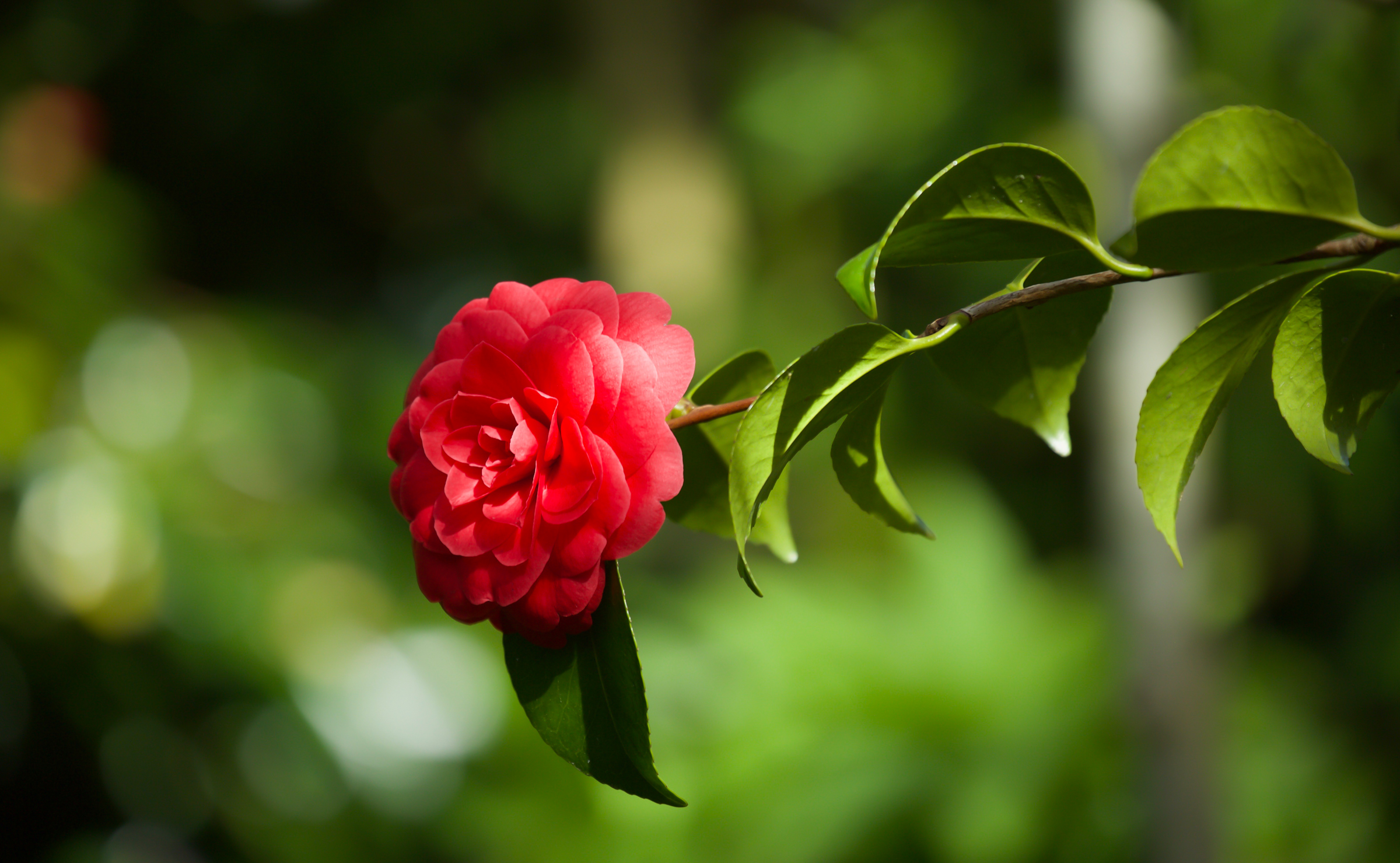 Laden Sie das Blumen, Blume, Bokeh, Kamelie, Rote Blume, Erde/natur-Bild kostenlos auf Ihren PC-Desktop herunter