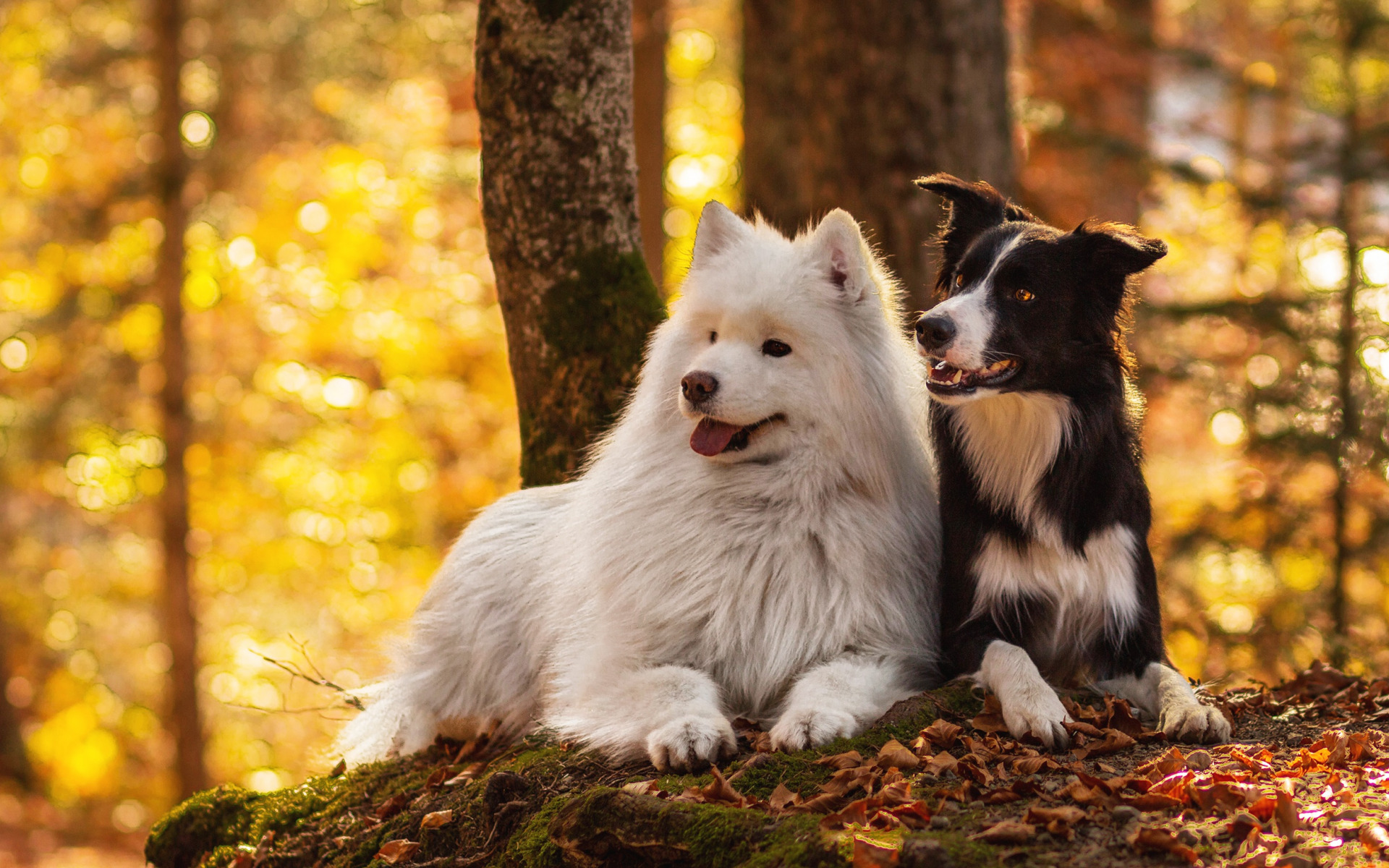 Laden Sie das Tiere, Hunde, Herbst, Wald, Hund, Border Collie, Samojede-Bild kostenlos auf Ihren PC-Desktop herunter