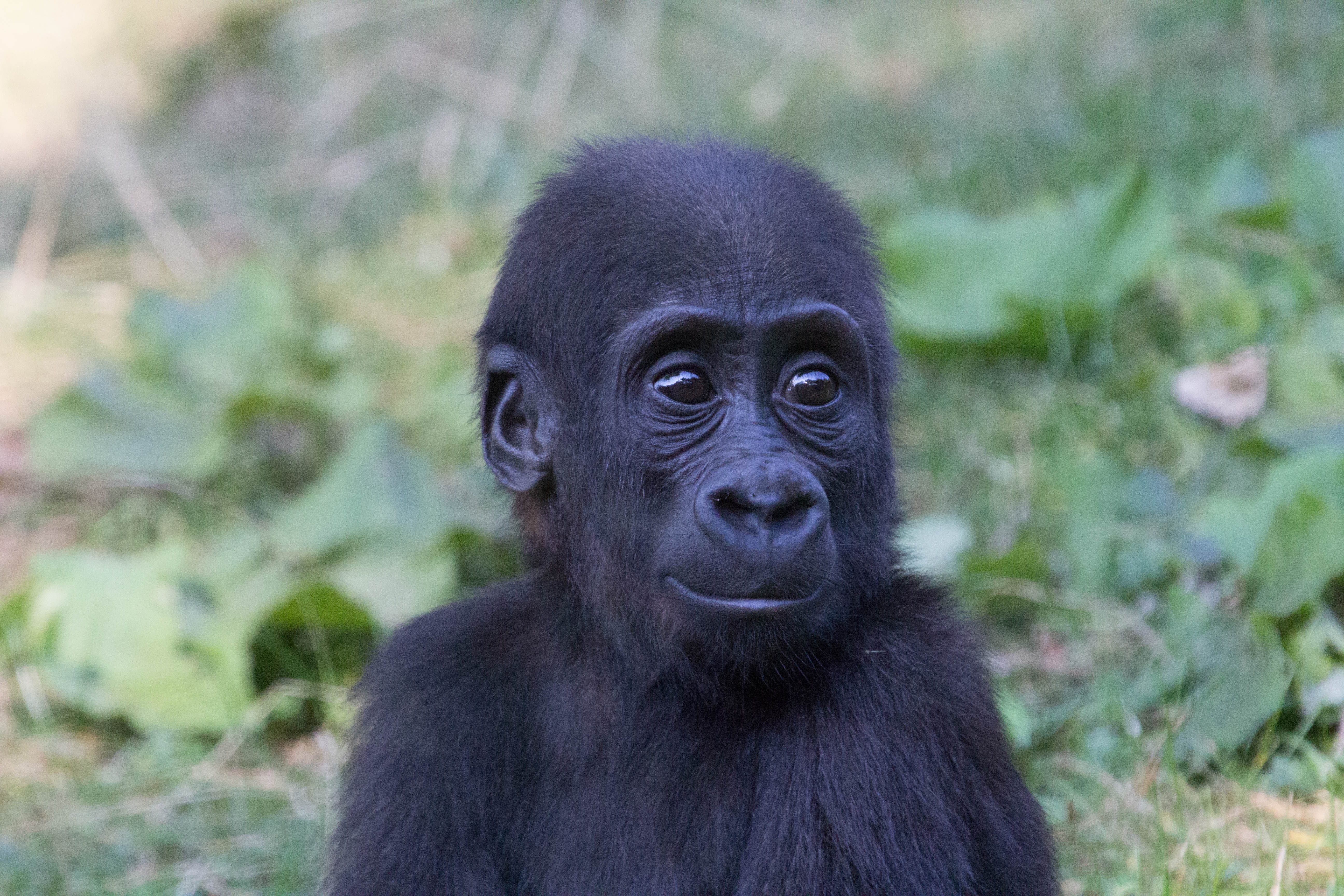 397542 Bild herunterladen tiere, gorilla, tierbaby, affen, primas - Hintergrundbilder und Bildschirmschoner kostenlos