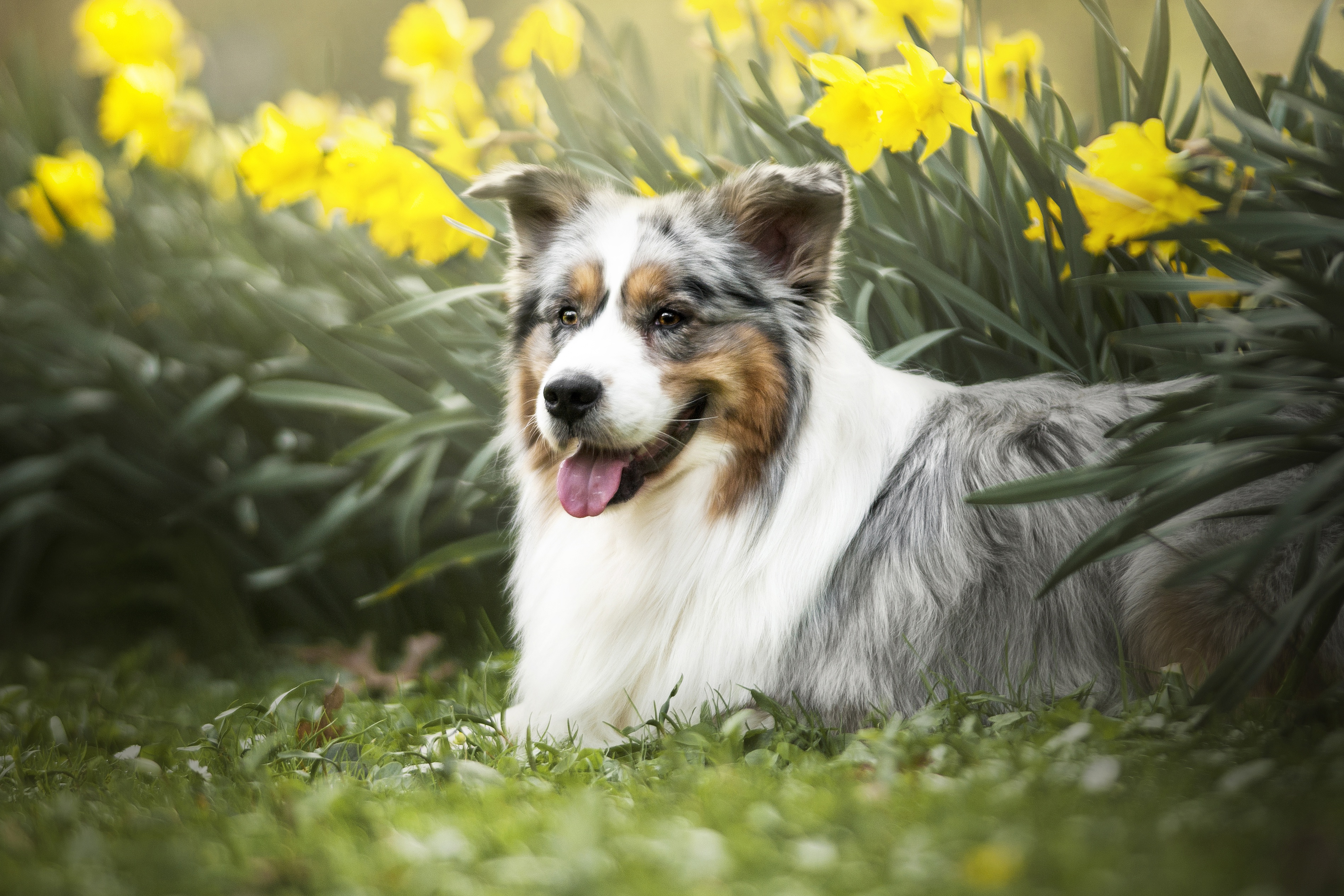Download mobile wallpaper Dogs, Flower, Dog, Animal, Australian Shepherd, Daffodil for free.