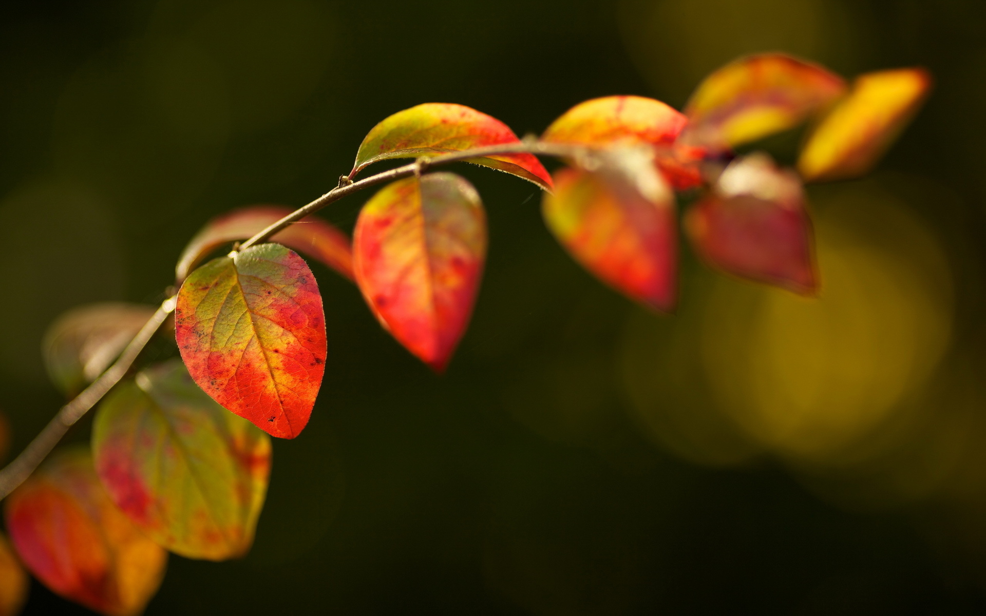 無料モバイル壁紙自然, 秋, 葉, 地球, シーズンをダウンロードします。