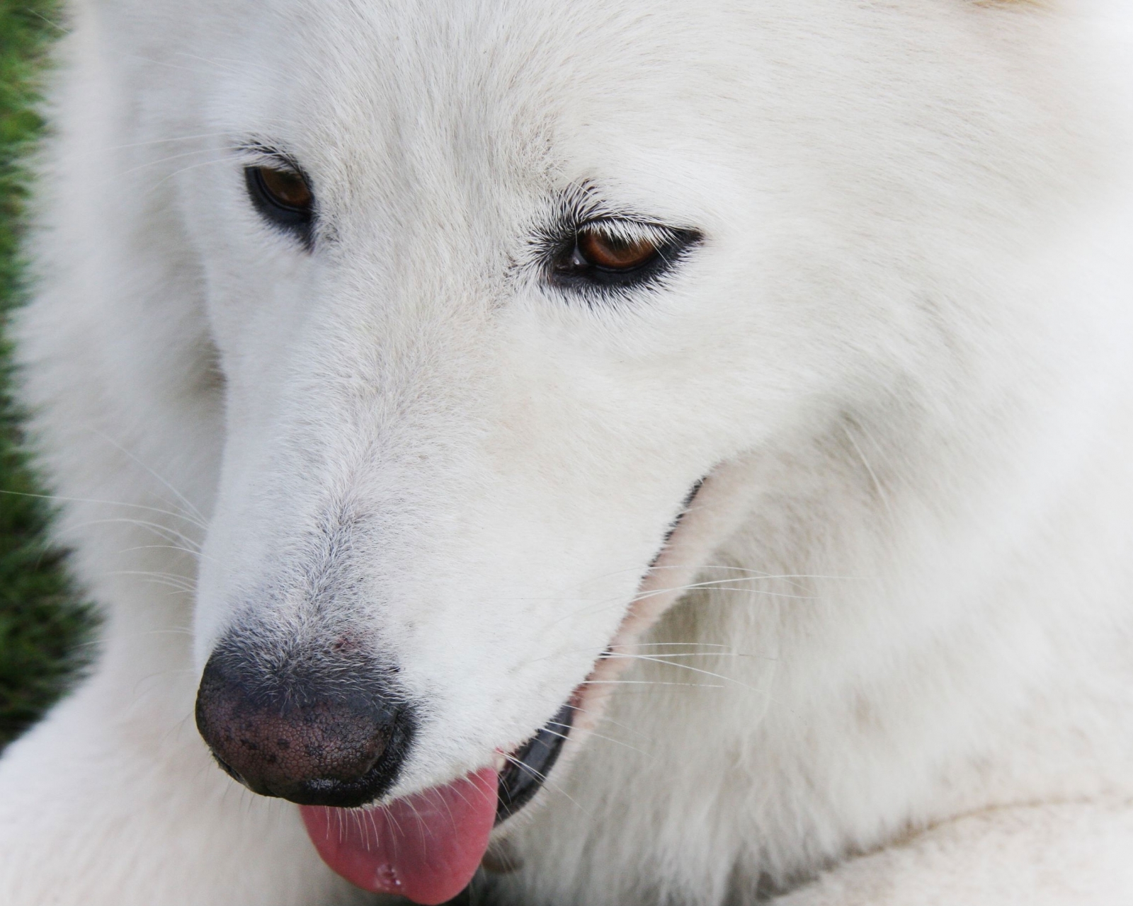 Free download wallpaper Dogs, Animal, Samoyed on your PC desktop