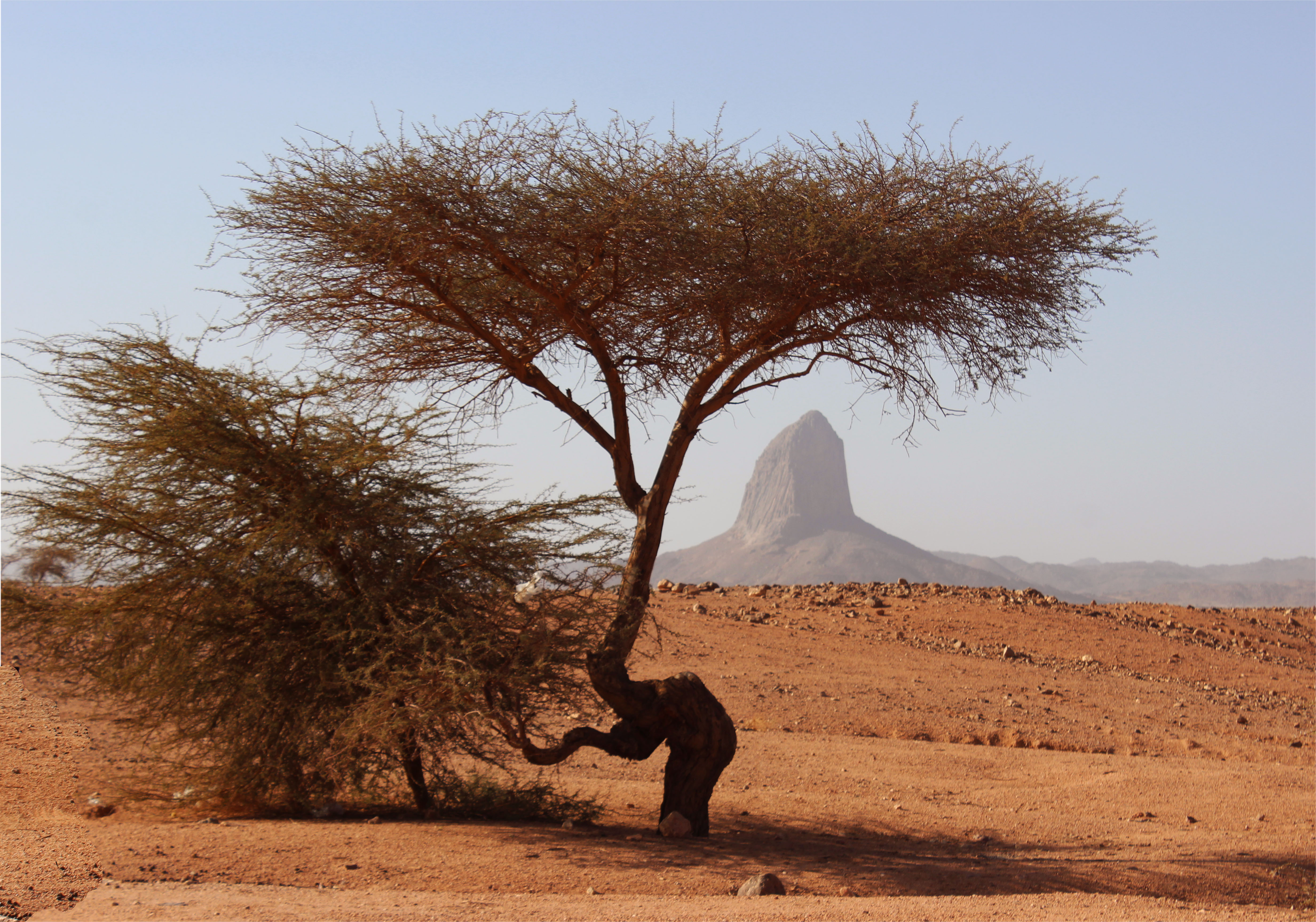 Handy-Wallpaper Baum, Gebirge, Steppe, Sahara, Afrika, Algerien, Erde/natur, Tassili N’Ajjer, Hoggar Gebirge kostenlos herunterladen.
