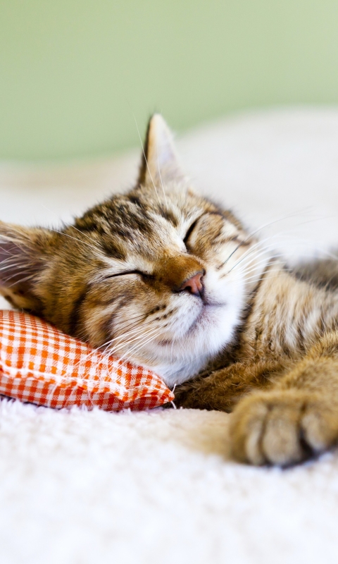 Download mobile wallpaper Cats, Cat, Kitten, Animal, Sleeping, Cute for free.