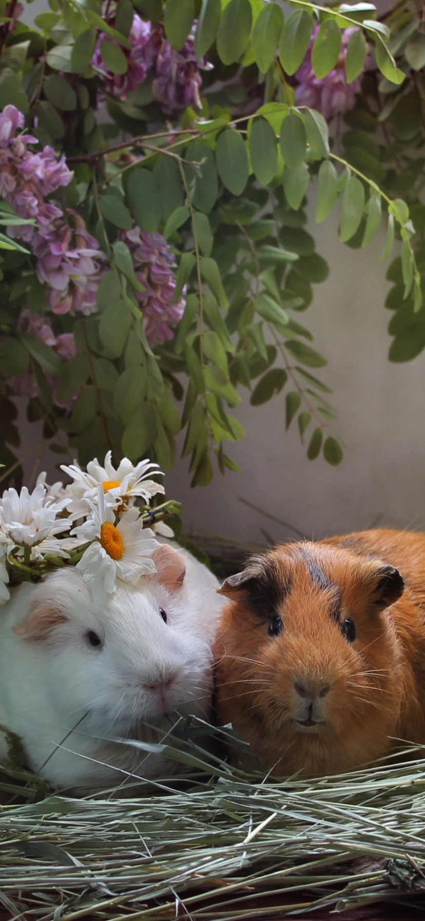 Download mobile wallpaper Couple, Animal, Guinea Pig, Rodent for free.
