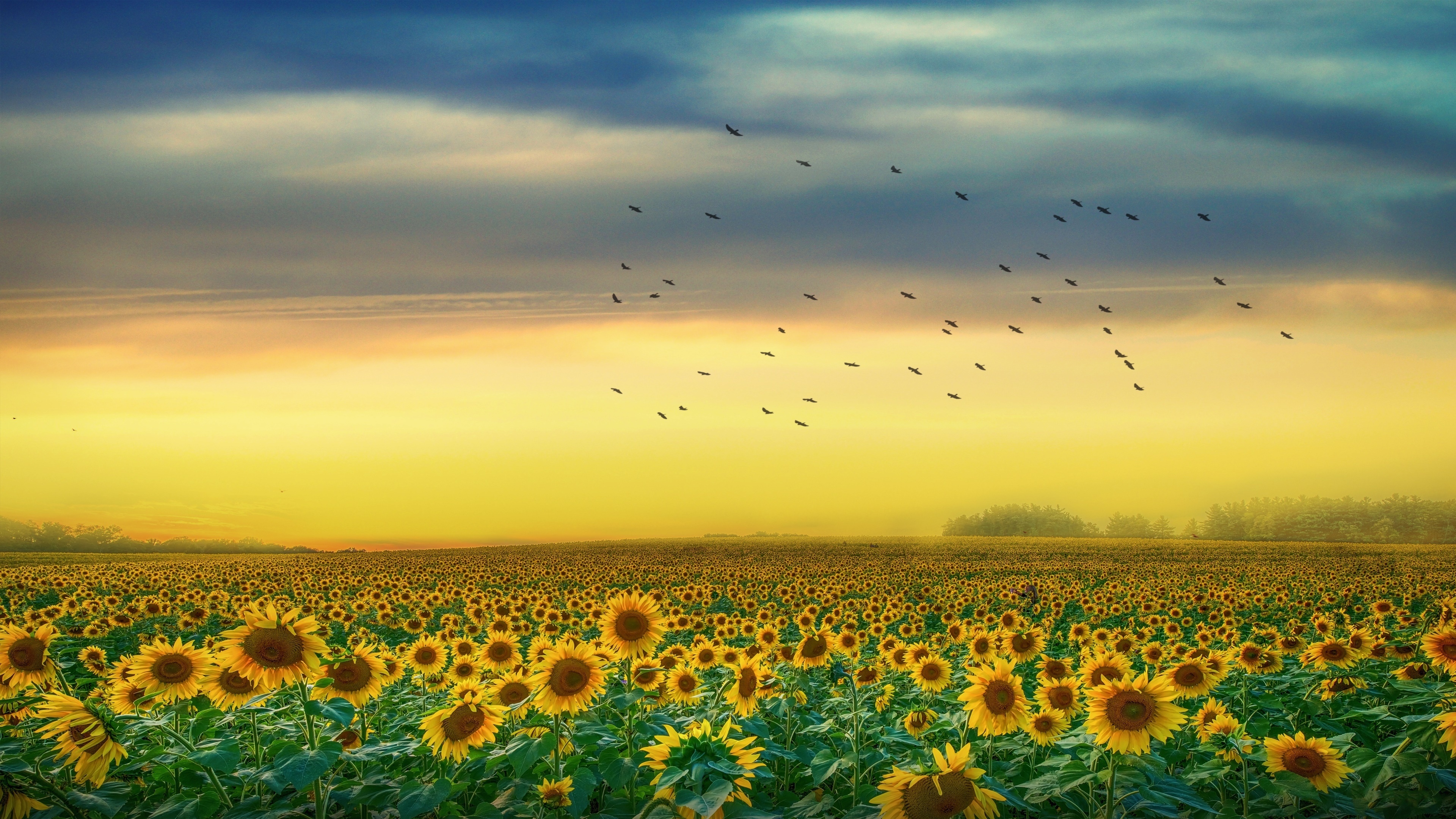Free download wallpaper Flowers, Sunset, Summer, Flower, Earth, Field, Sunflower, Yellow Flower on your PC desktop