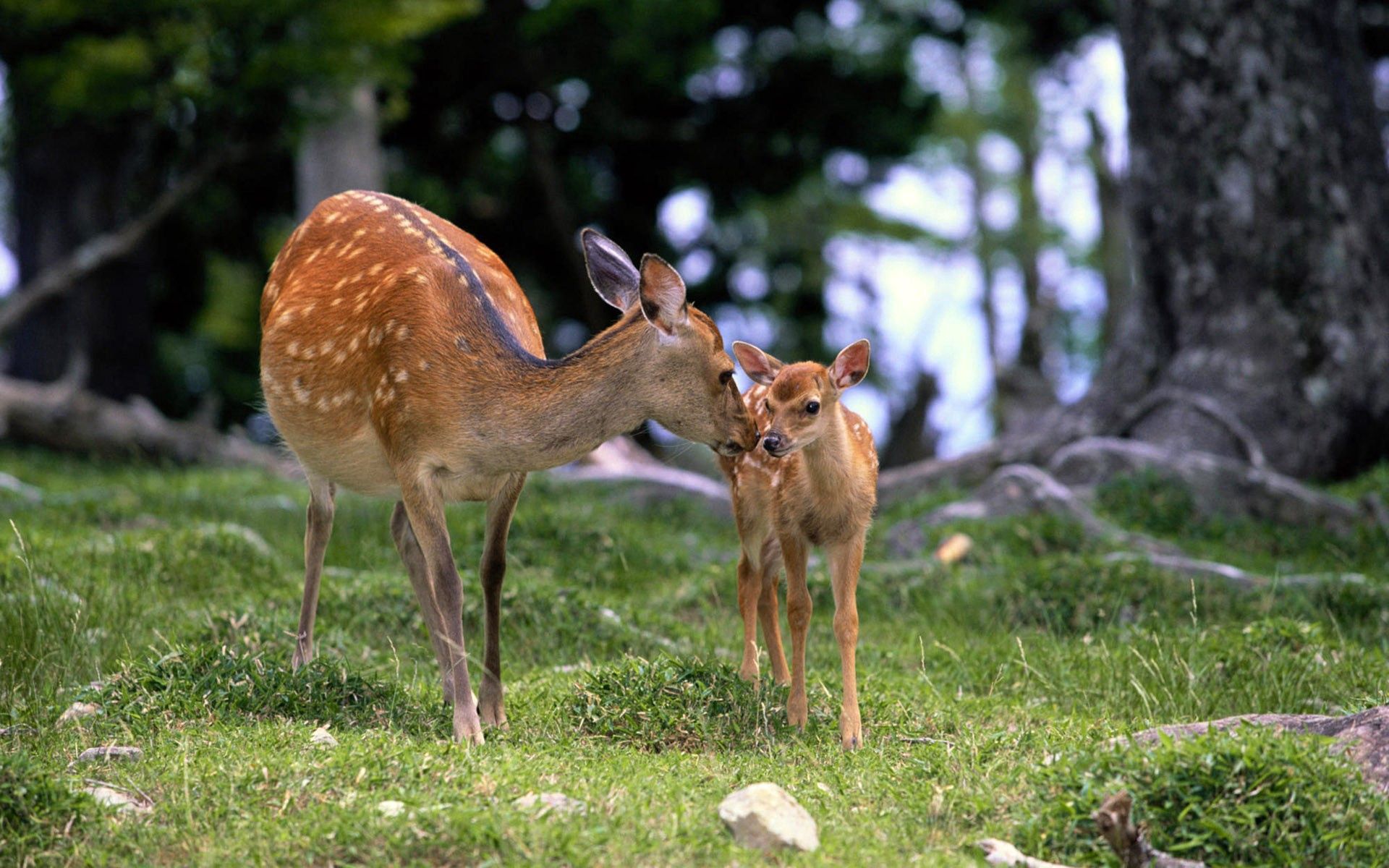 Full HD deer, animals, young, grass, forest, stroll, care, joey