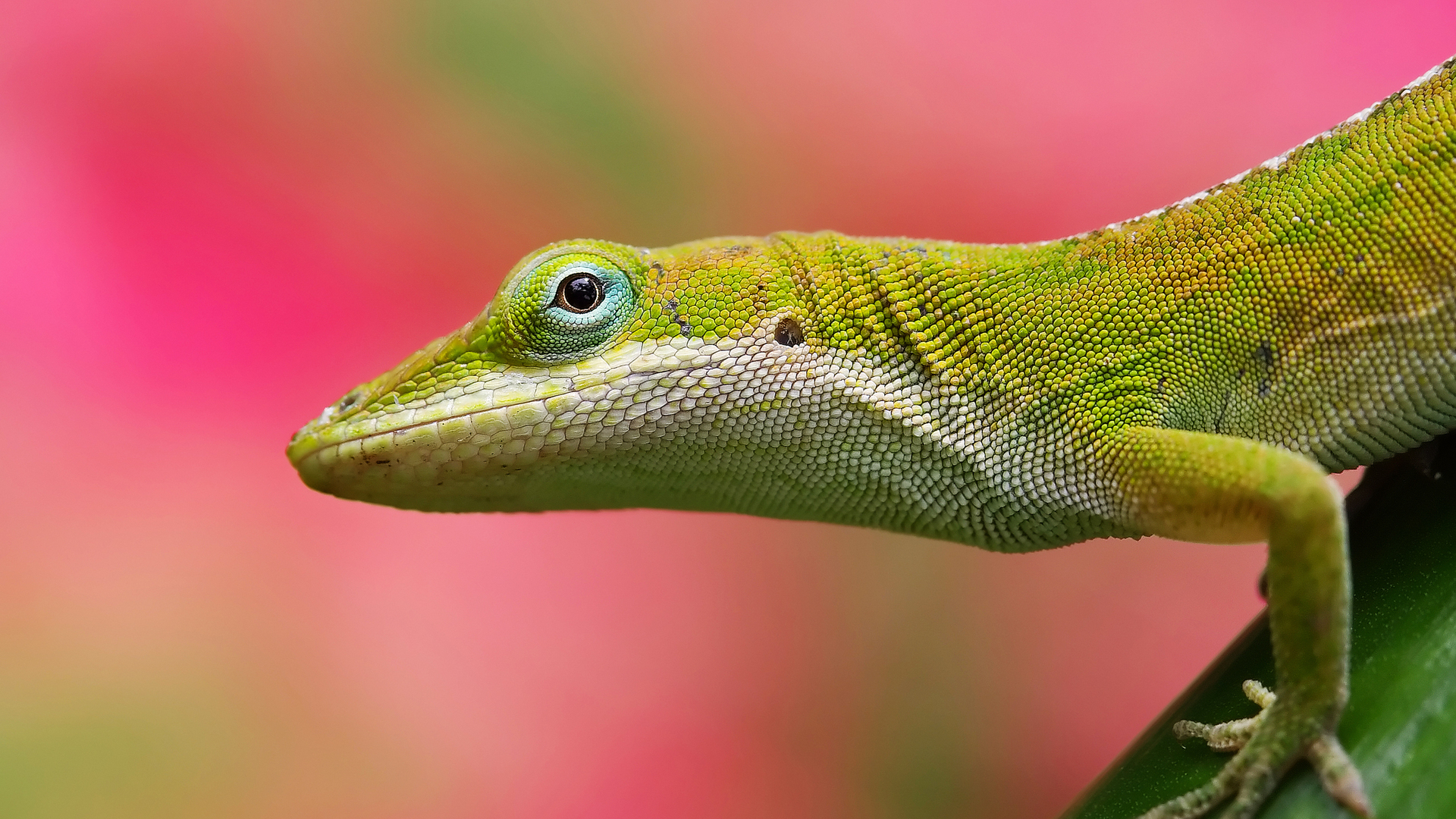 37152 descargar imagen animales, lagartos: fondos de pantalla y protectores de pantalla gratis