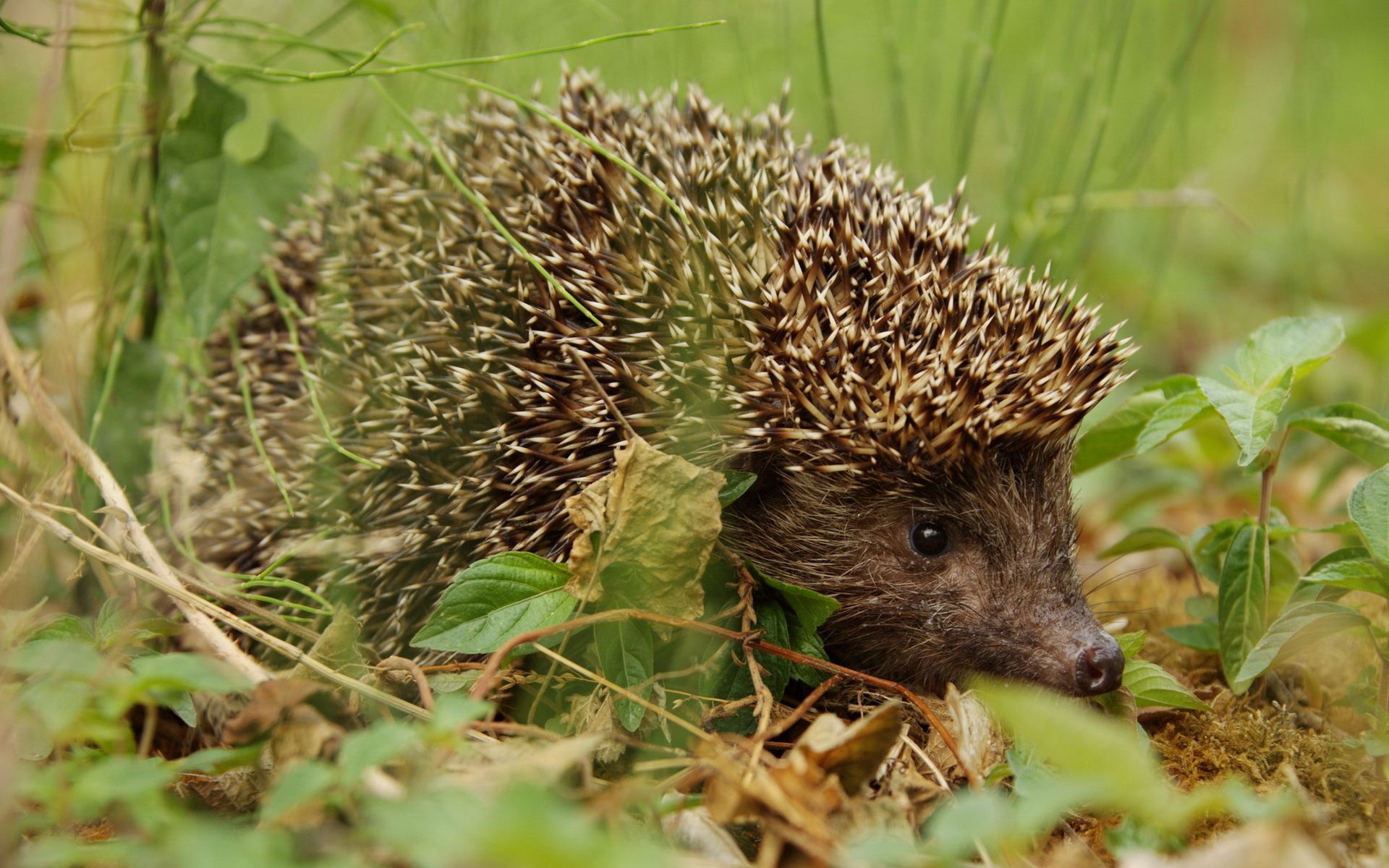 autumn, animals, grass, leaves, thorns, prickles, hedgehog wallpapers for tablet