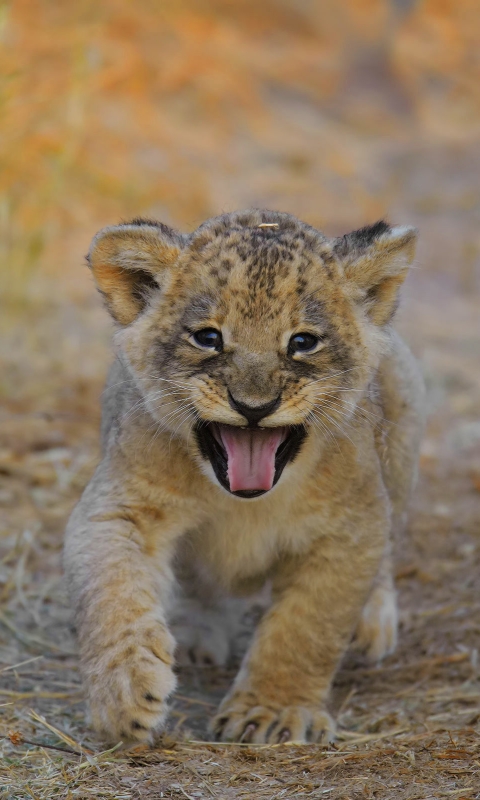 Descarga gratuita de fondo de pantalla para móvil de Animales, Gatos, León.