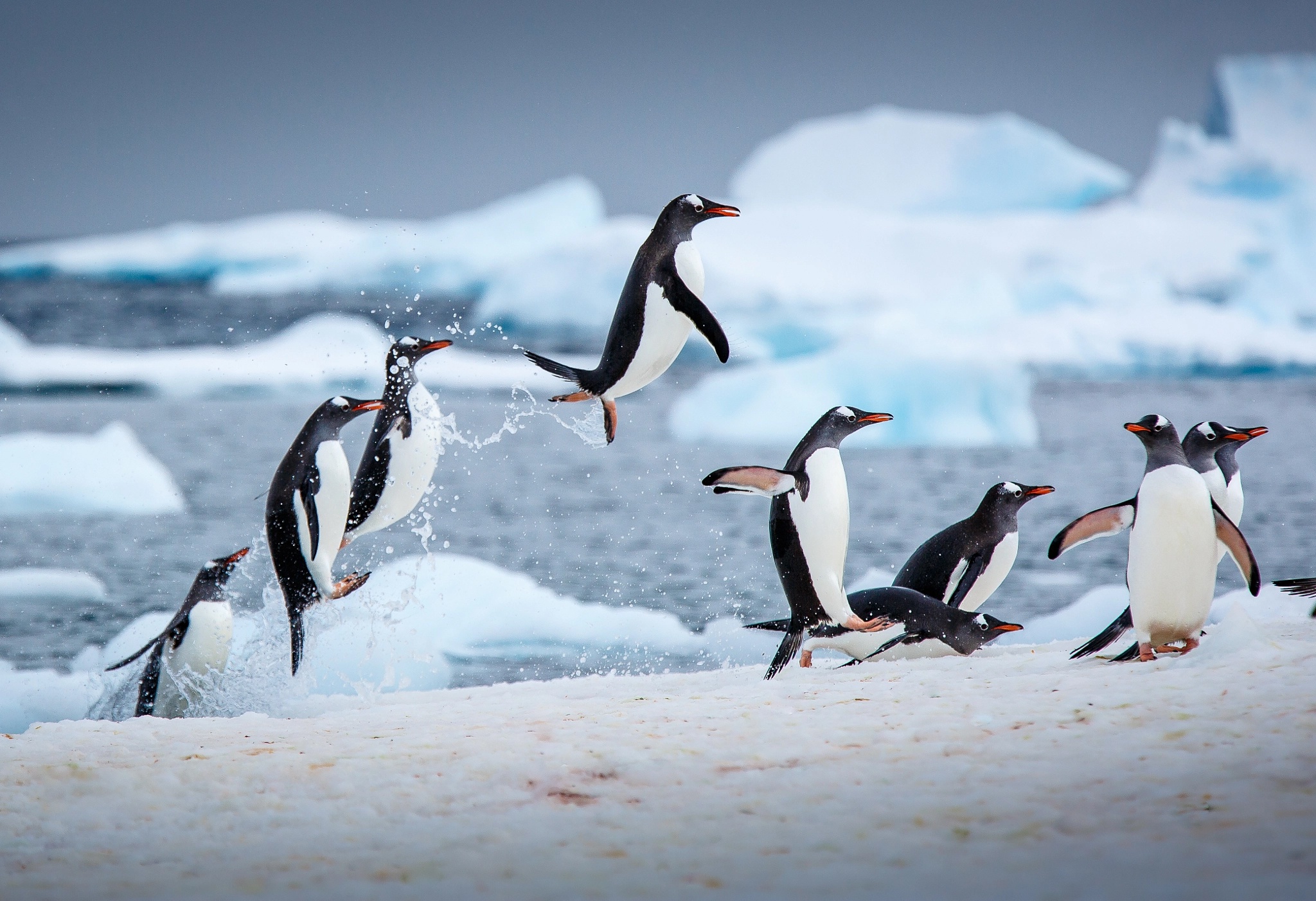 Baixar papel de parede para celular de Animais, Aves, Pinguim gratuito.