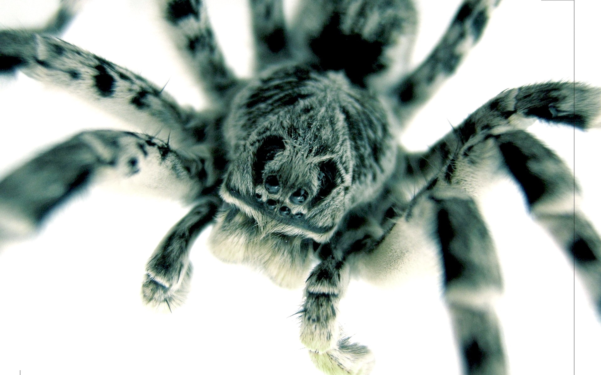 Free download wallpaper Spiders, Animal, Spider on your PC desktop