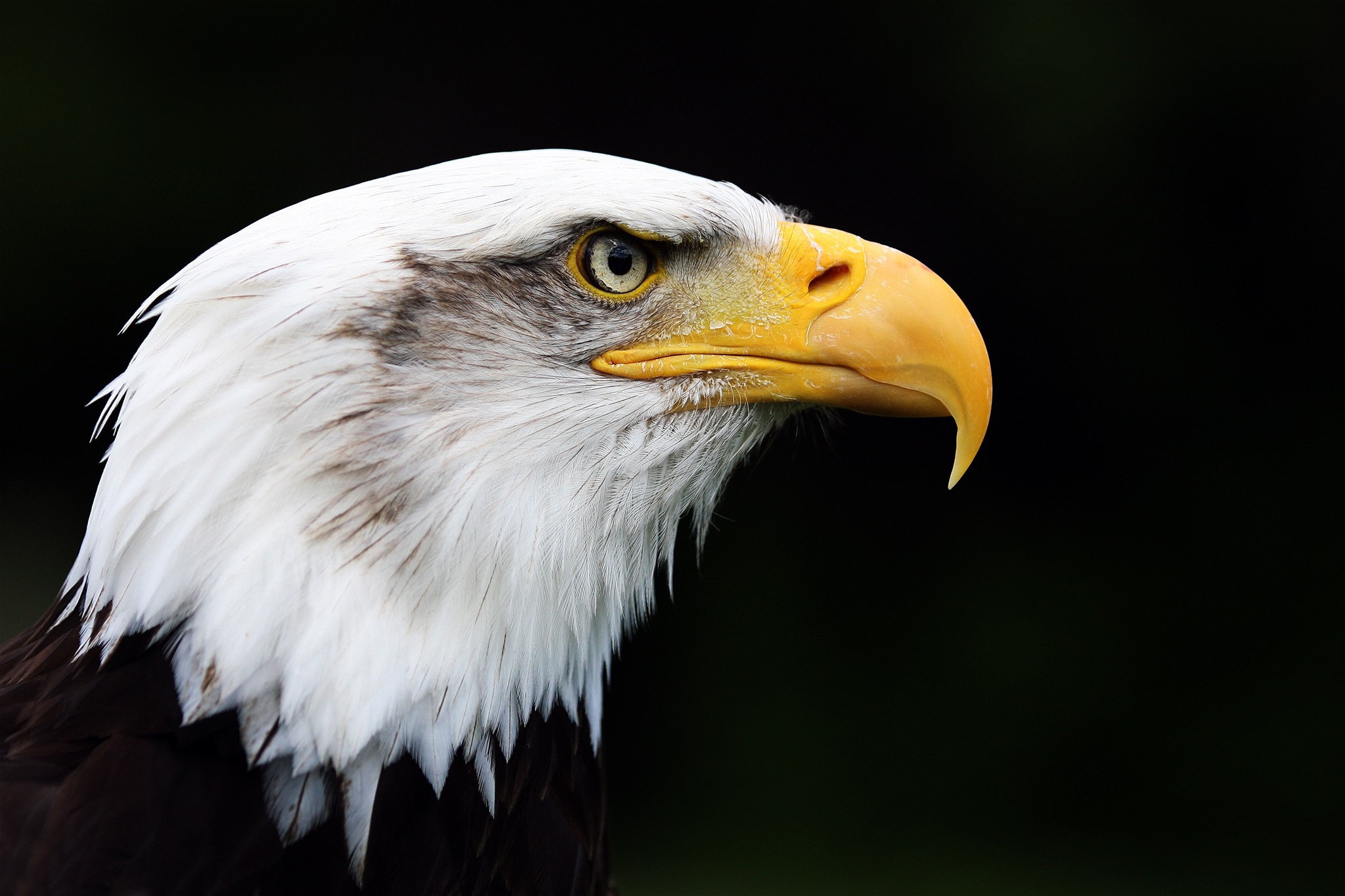 Free download wallpaper Birds, Bird, Beak, Animal, Bald Eagle, Bird Of Prey on your PC desktop