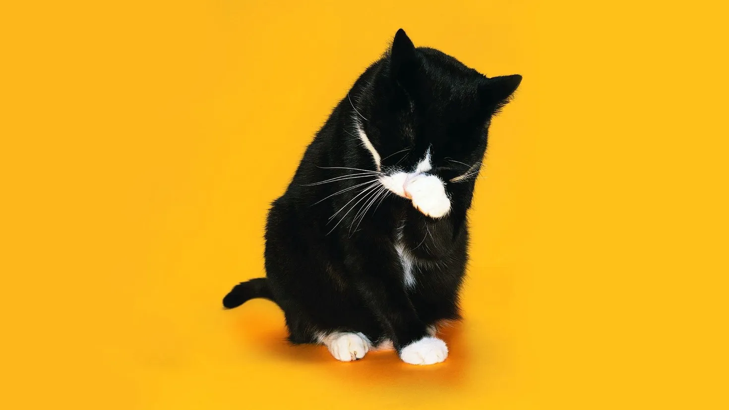 HDデスクトップ 壁紙: 猫, 唇をなめる, 動物, ネコ, 足, 銃口, ペロペロダウンロード無料画像 #118243