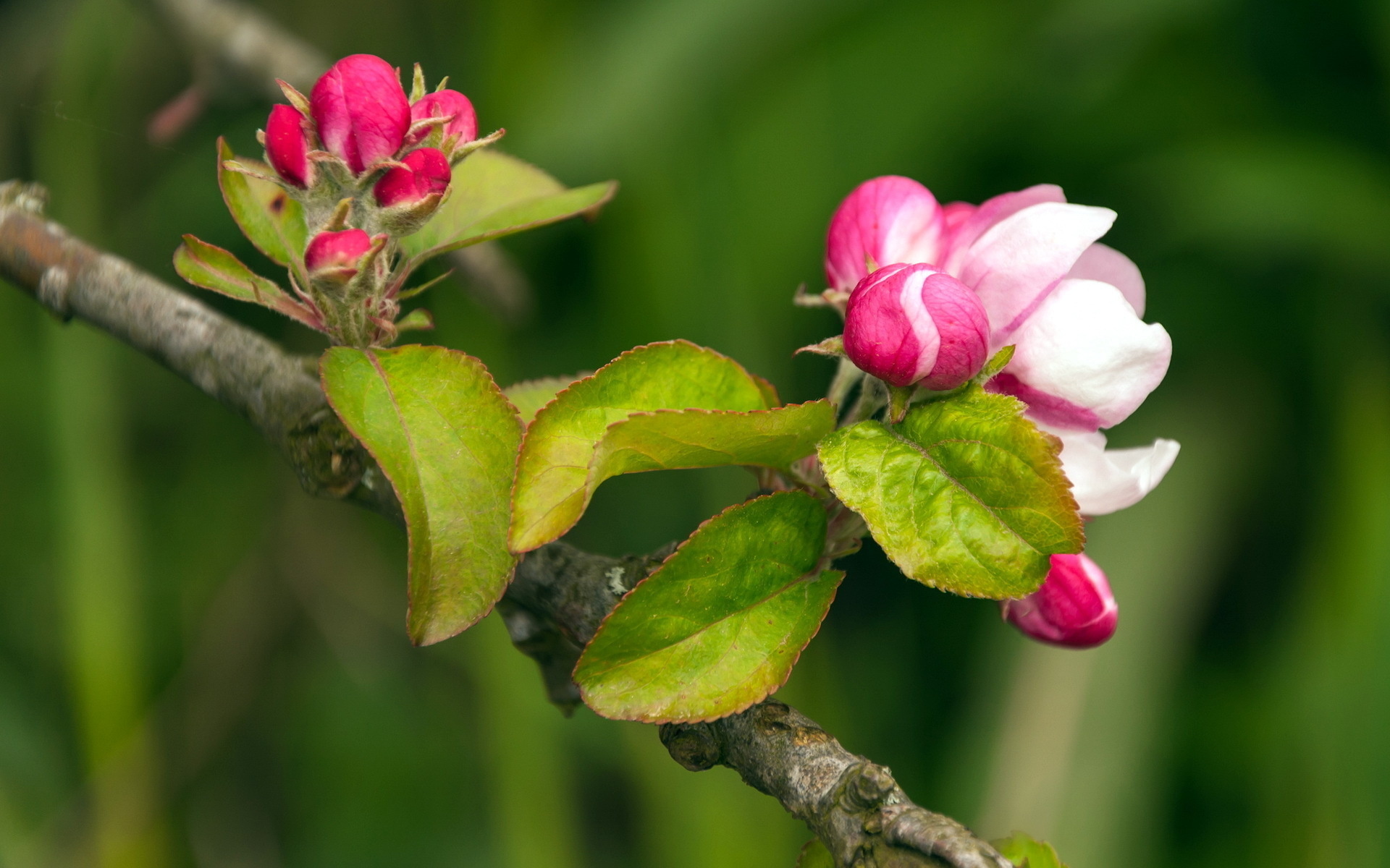 Laden Sie das Blüte, Blumen, Erde/natur-Bild kostenlos auf Ihren PC-Desktop herunter