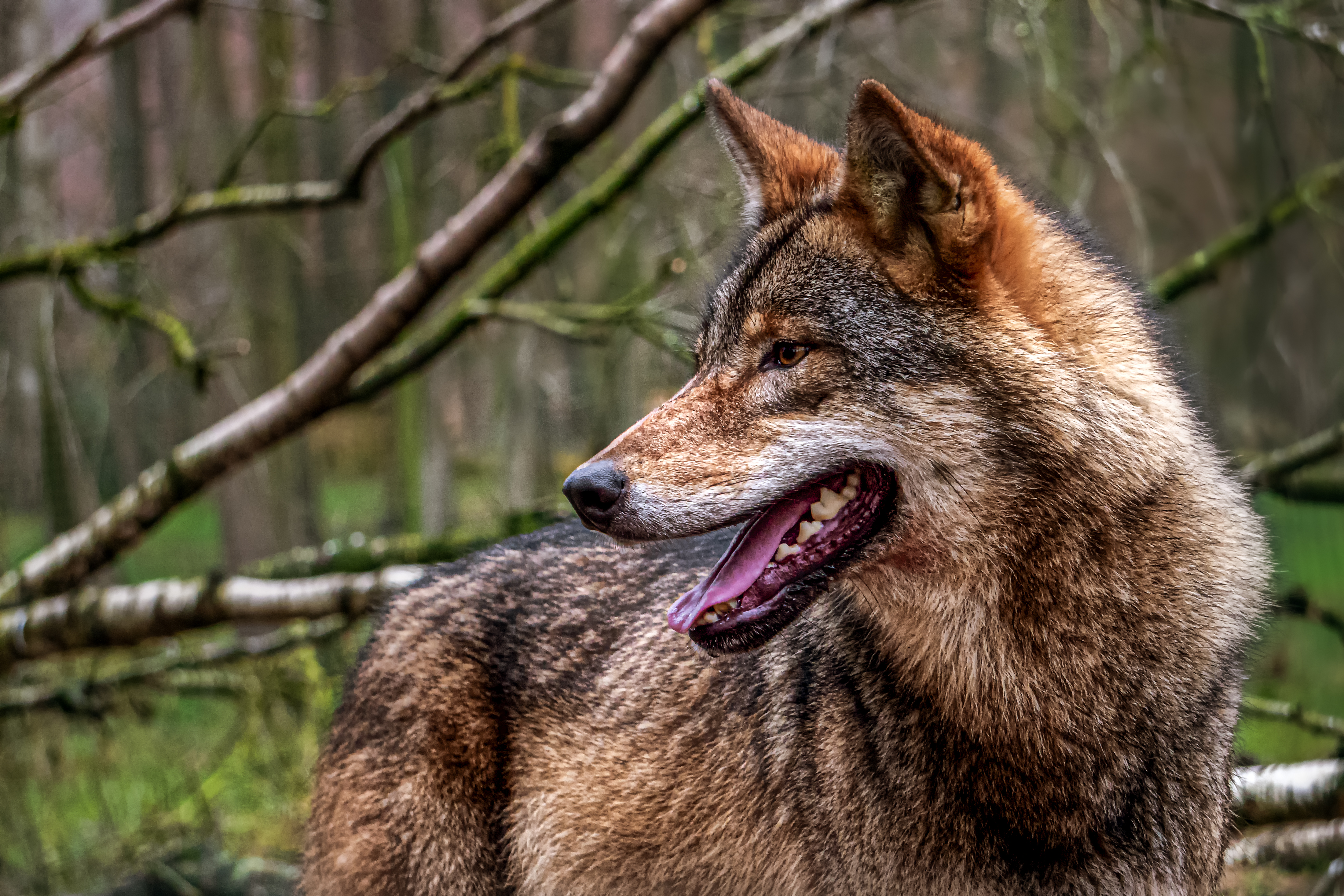 Free download wallpaper Animals, Predator, Tongue Stuck Out, Protruding Tongue, Forest, Wolf on your PC desktop