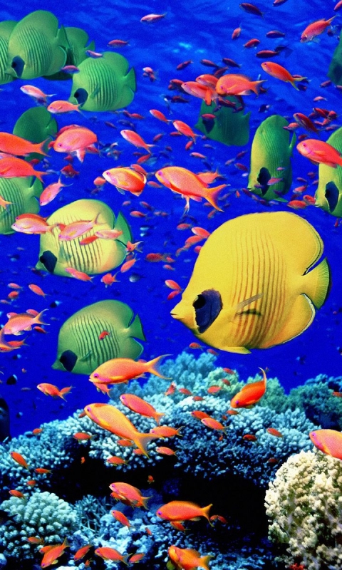 Handy-Wallpaper Tiere, Fische, Koralle, Fisch, Falterfische, Falterfisch kostenlos herunterladen.
