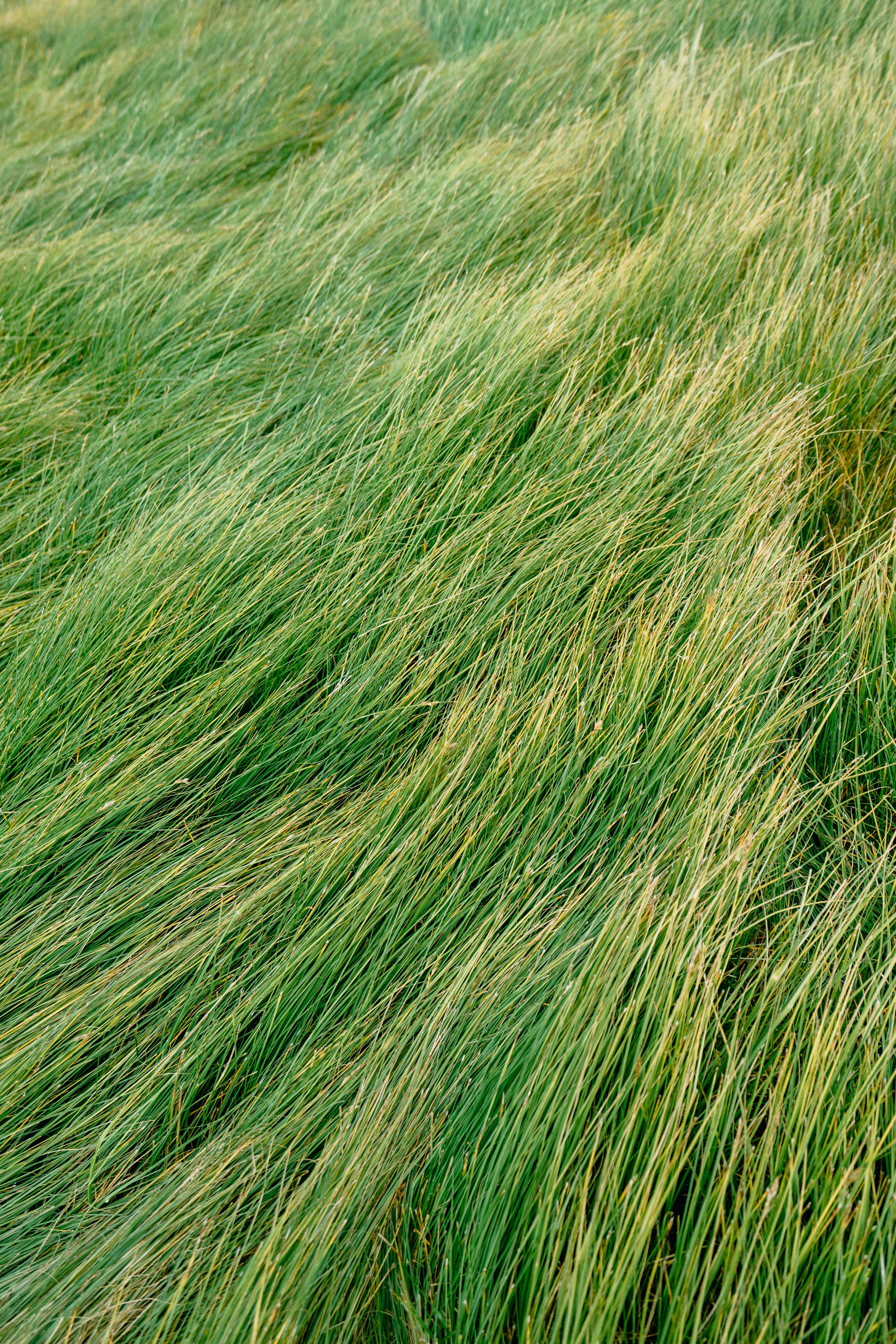 Download mobile wallpaper Wind, Grass, Nature for free.