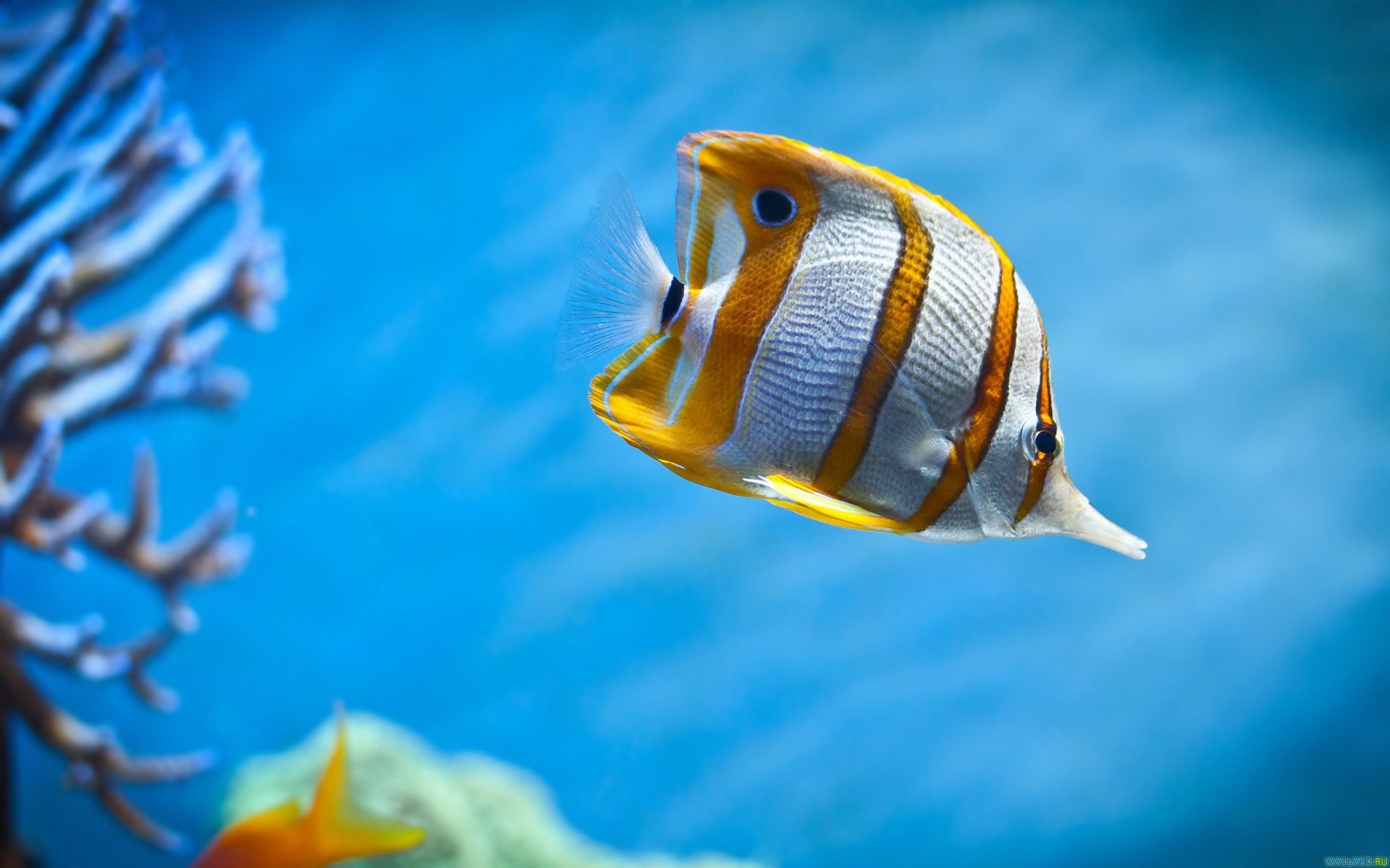 Laden Sie das Tiere, Fische-Bild kostenlos auf Ihren PC-Desktop herunter
