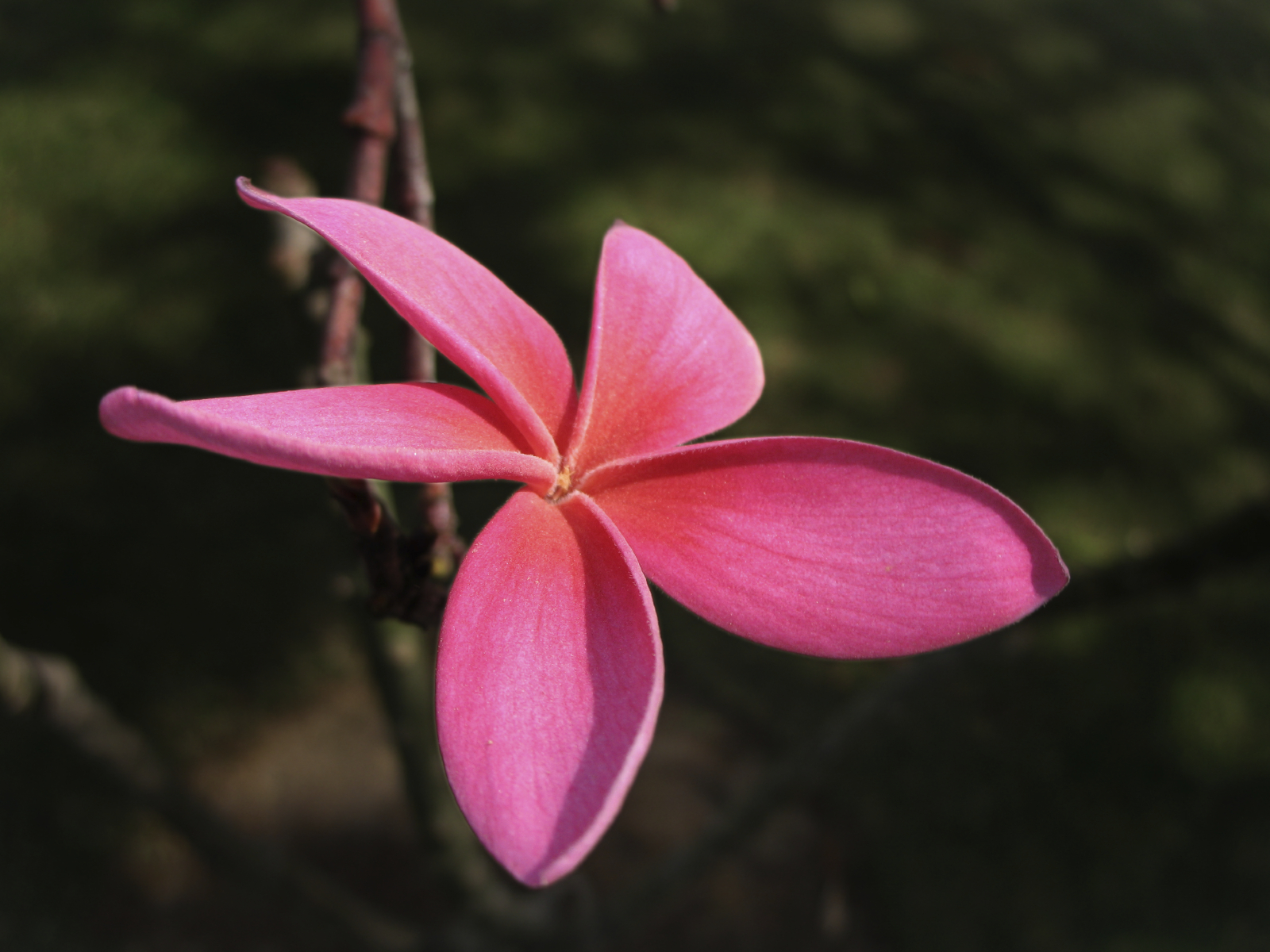 Téléchargez gratuitement l'image Fleurs, Fleur, Terre/nature sur le bureau de votre PC