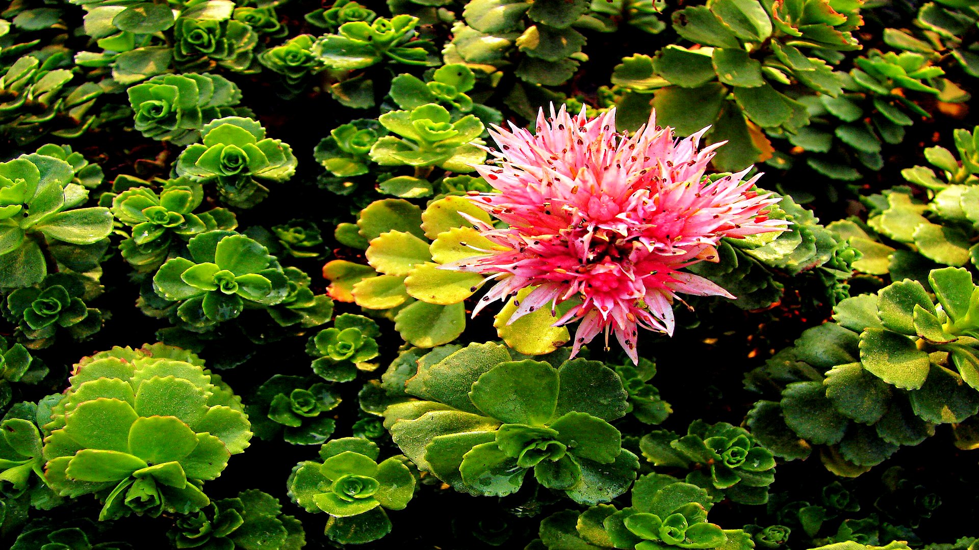 Laden Sie das Blumen, Blume, Erde/natur-Bild kostenlos auf Ihren PC-Desktop herunter