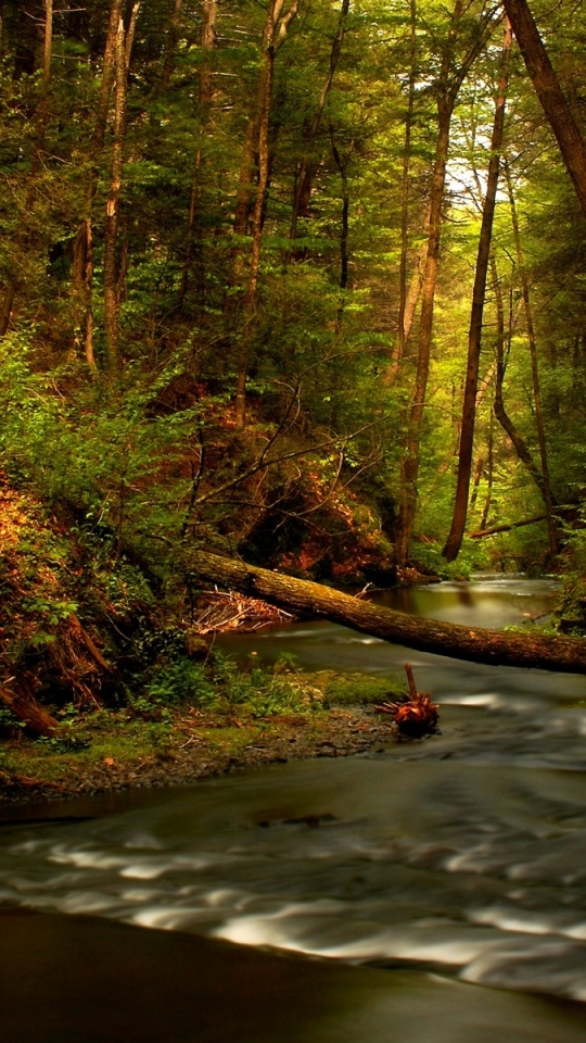 Download mobile wallpaper Forest, Earth, River for free.