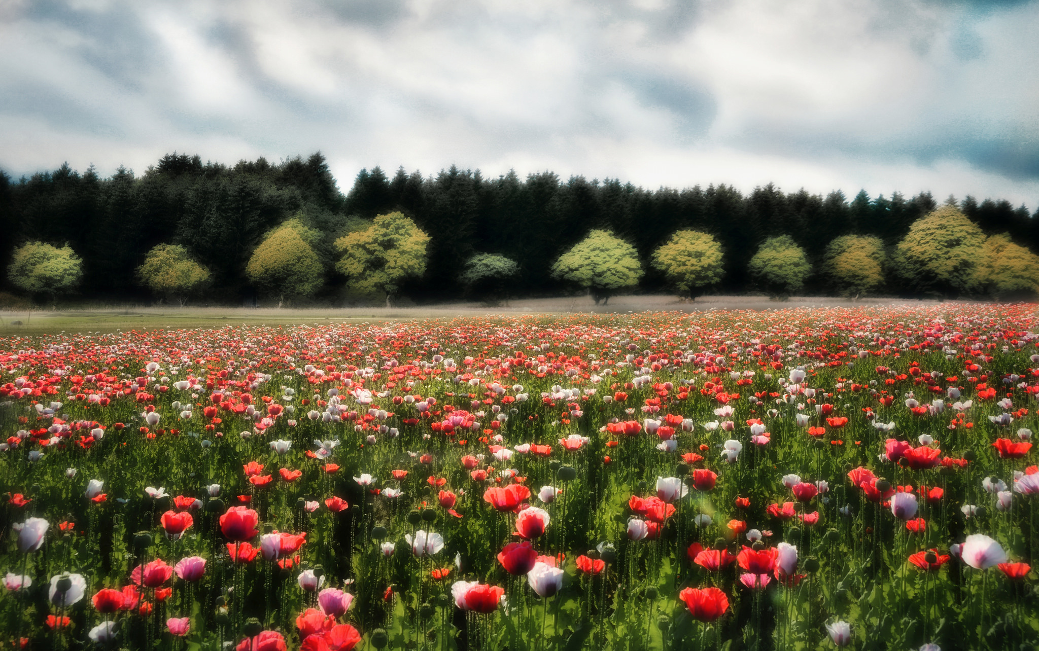 Download mobile wallpaper Nature, Flower, Earth, Field, White Flower, Red Flower for free.