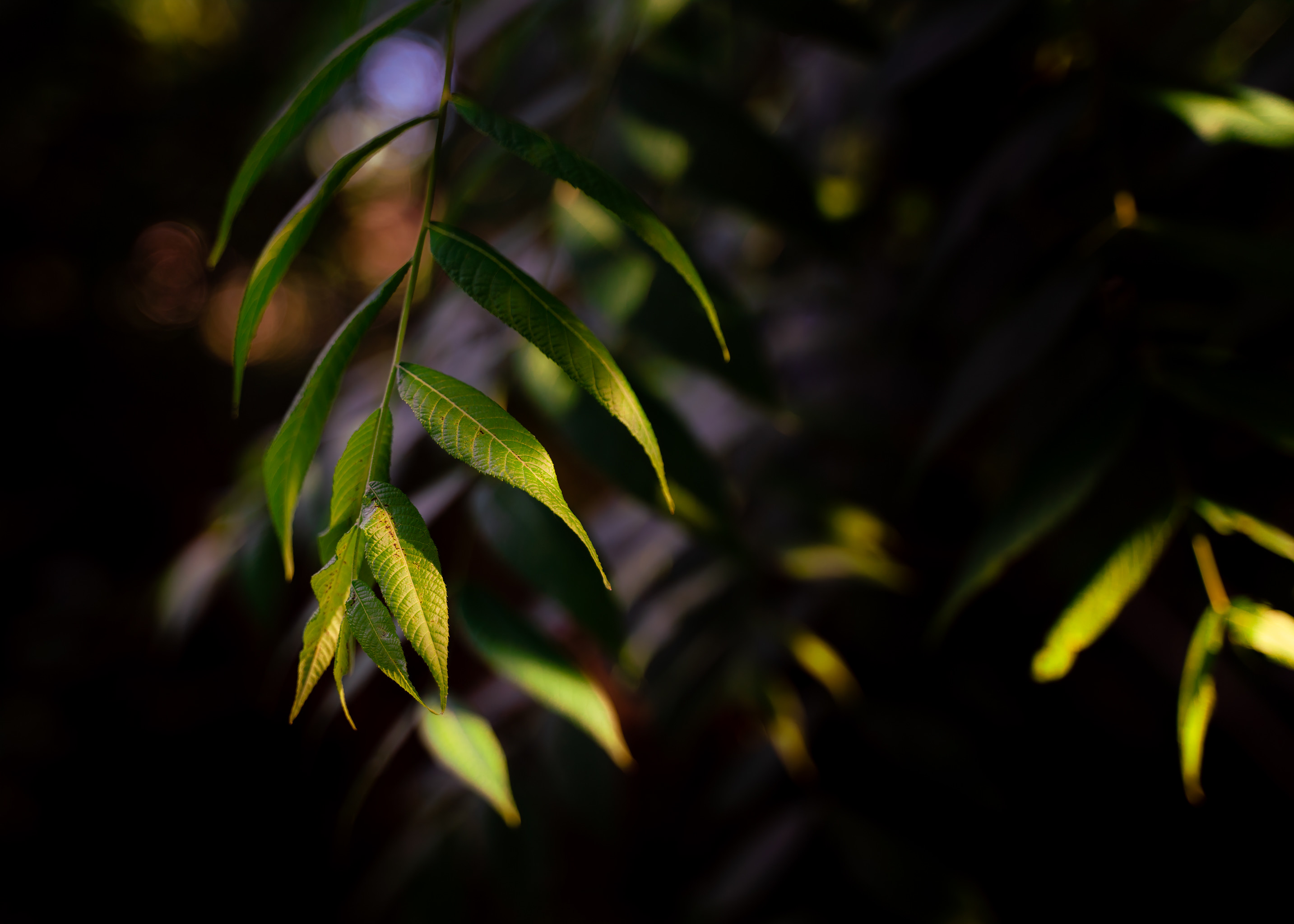 leaves, macro, branch, willow