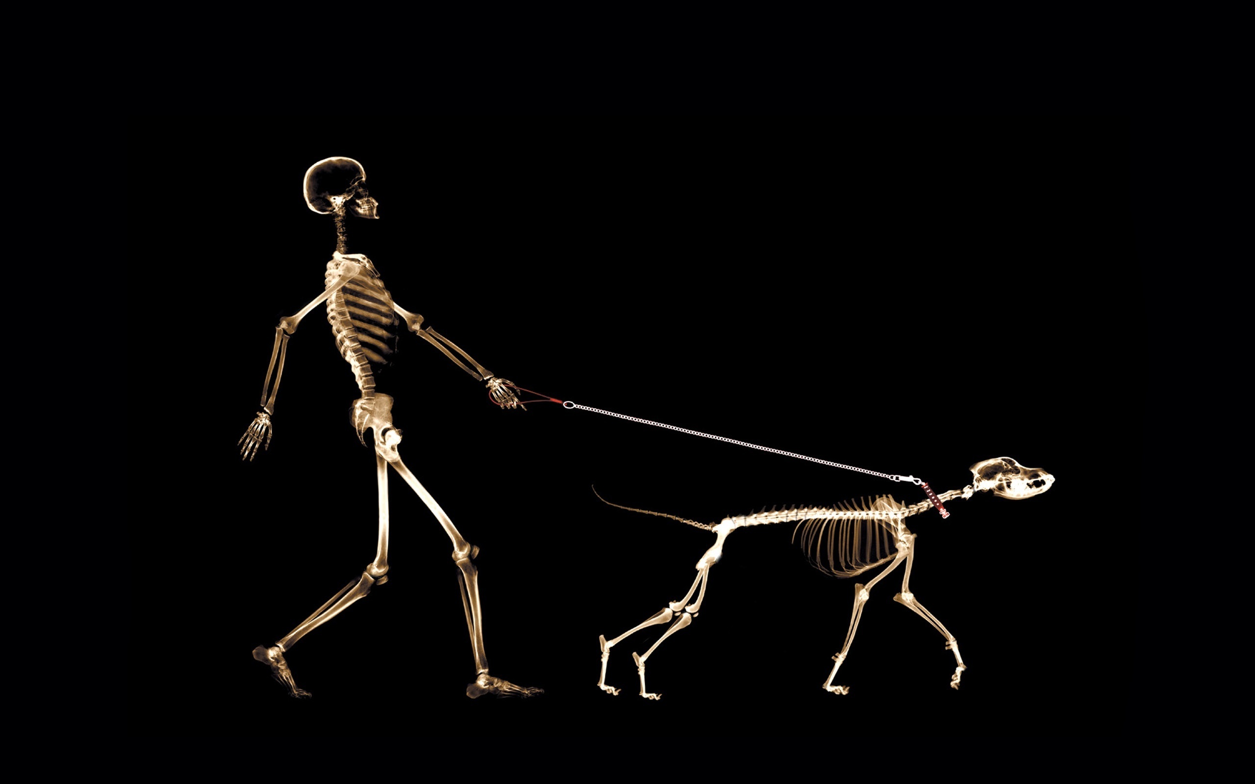 Free download wallpaper Dark, Skeleton on your PC desktop