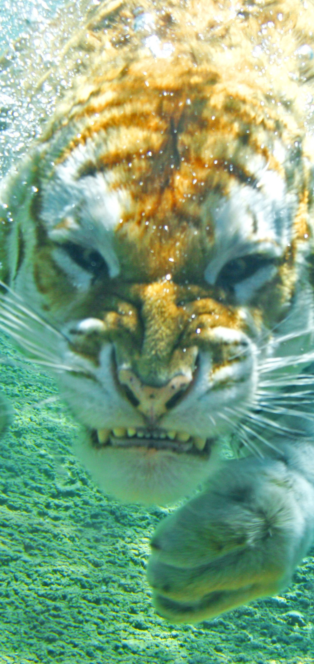 Download mobile wallpaper Cats, Swimming, Tiger, Animal, Underwater for free.