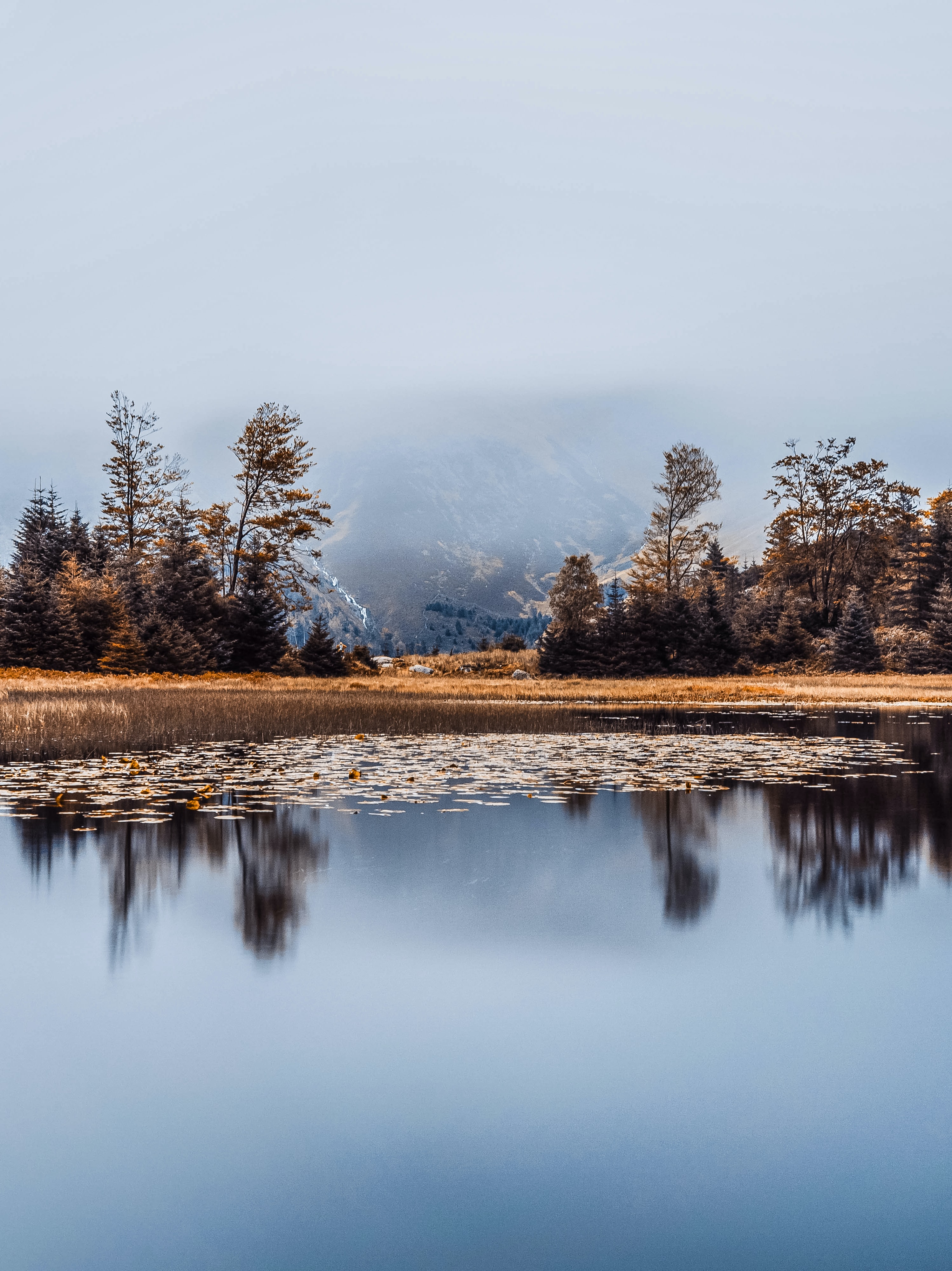 Descarga gratis la imagen Árboles, Lago, Reflexión, Orilla, Banco, Niebla, Naturaleza en el escritorio de tu PC