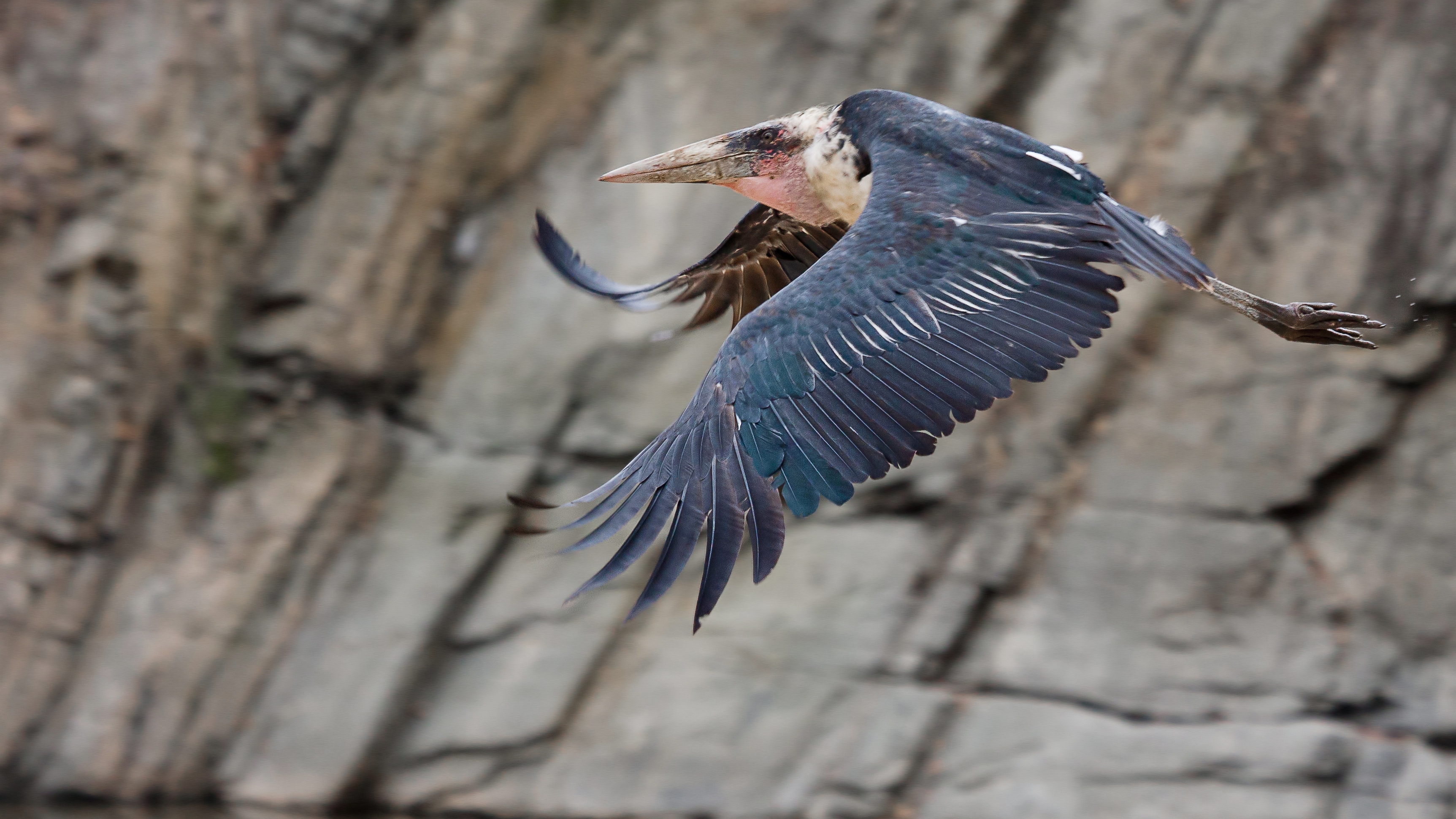 Descarga gratuita de fondo de pantalla para móvil de Animales, Aves, Ave.