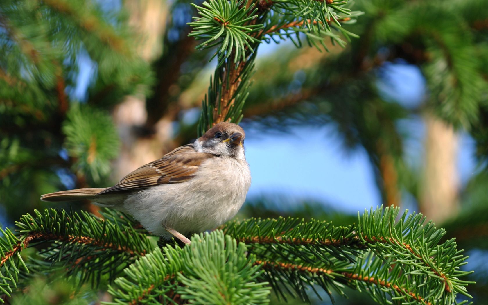 Download mobile wallpaper Sit, Fir, Spruce, Sparrow, Branch, Bird, Animals for free.
