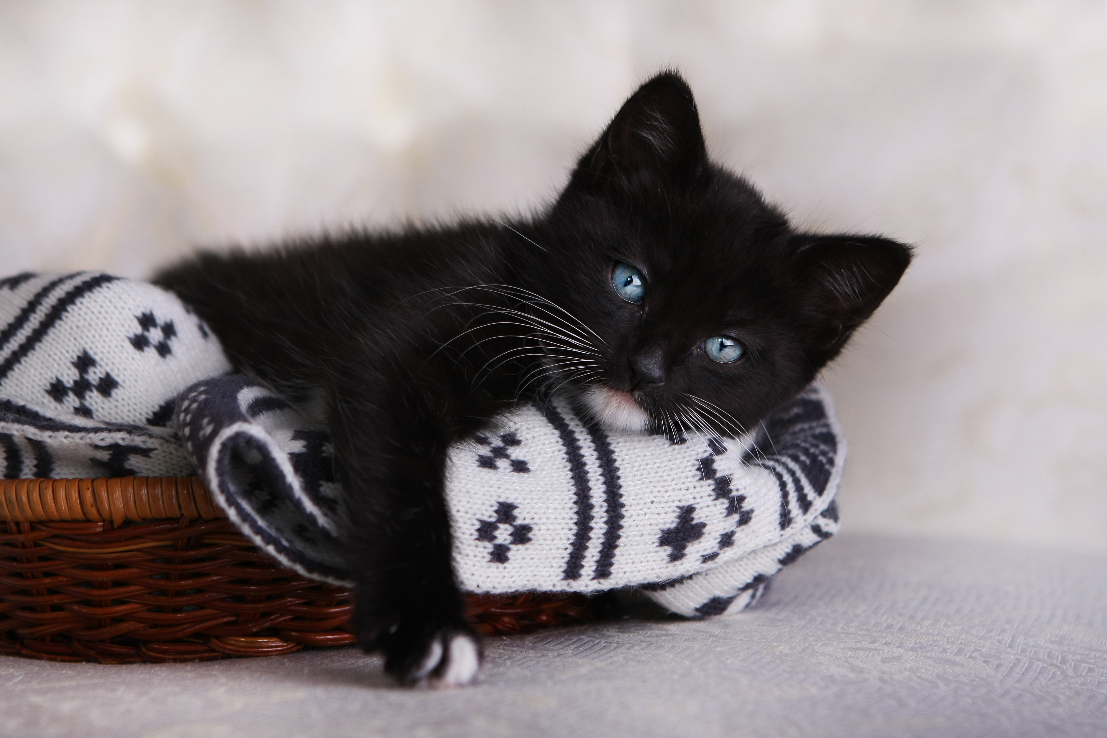 Descarga gratis la imagen Animales, Gatos, Gato, Gatito, Ojos Azules en el escritorio de tu PC