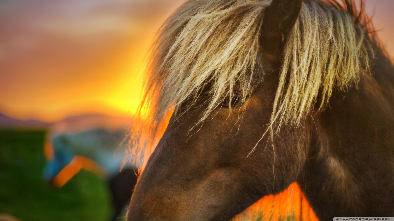 Handy-Wallpaper Tiere, Hauspferd kostenlos herunterladen.