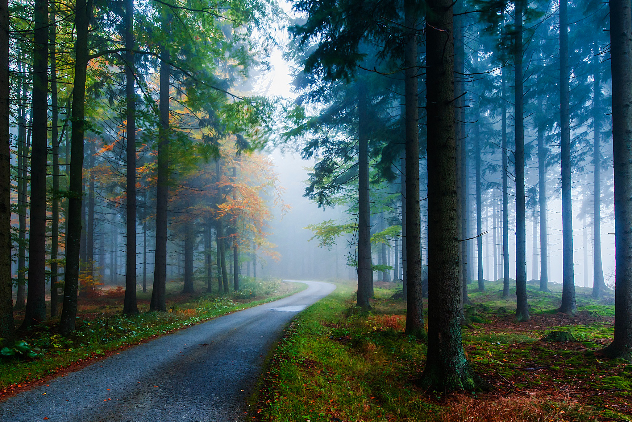 734791 descargar fondo de pantalla naturaleza, árbol, niebla, hecho por el hombre, carretera, otoño, bosque: protectores de pantalla e imágenes gratis